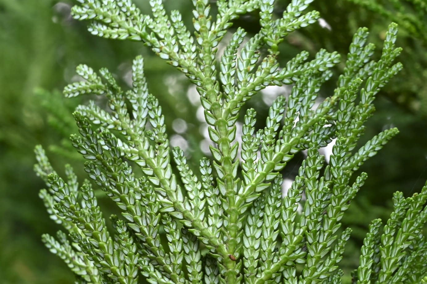 アスナロ（翌檜） - 庭木図鑑 植木ペディア