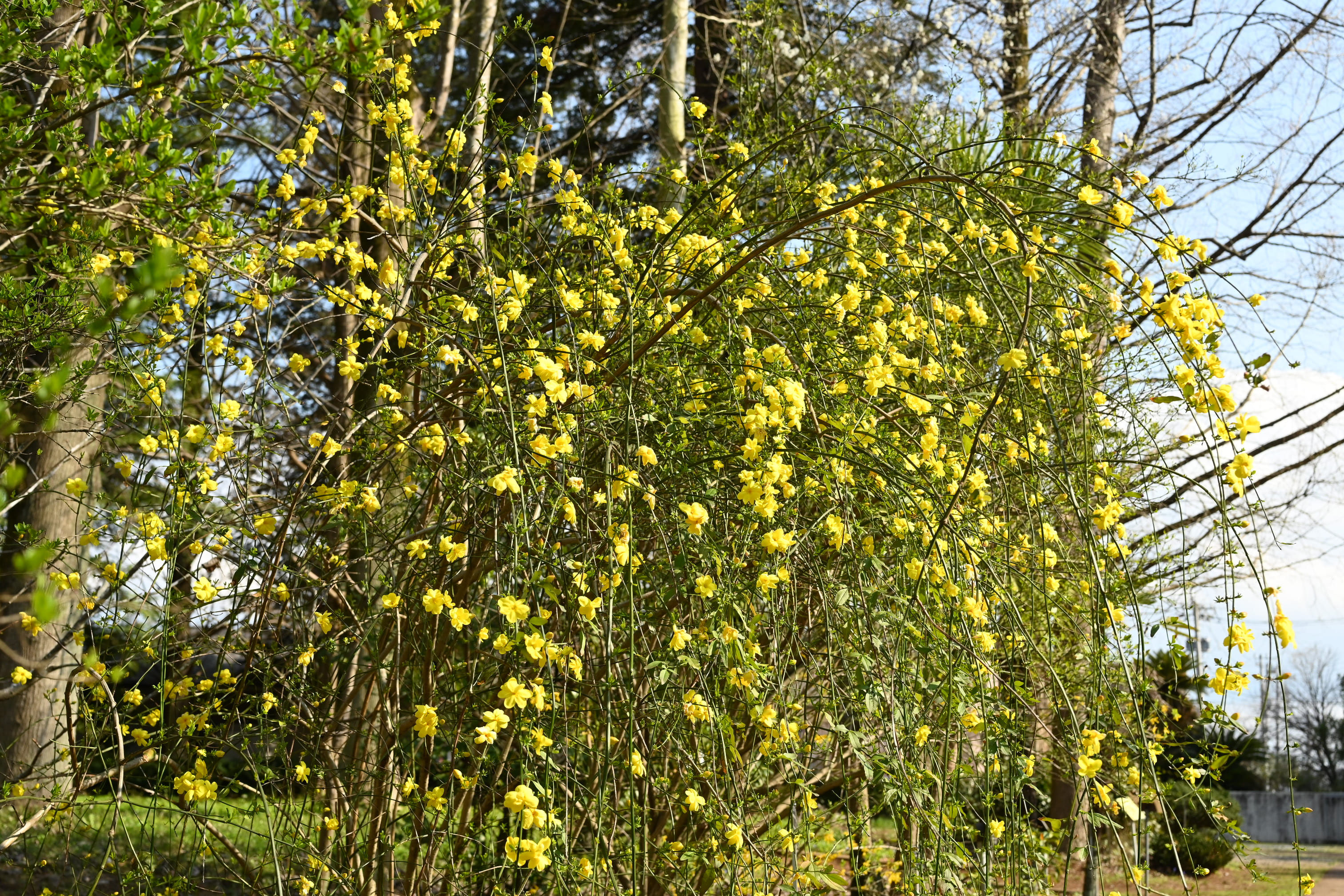オウバイモドキ 庭木図鑑 植木ペディア