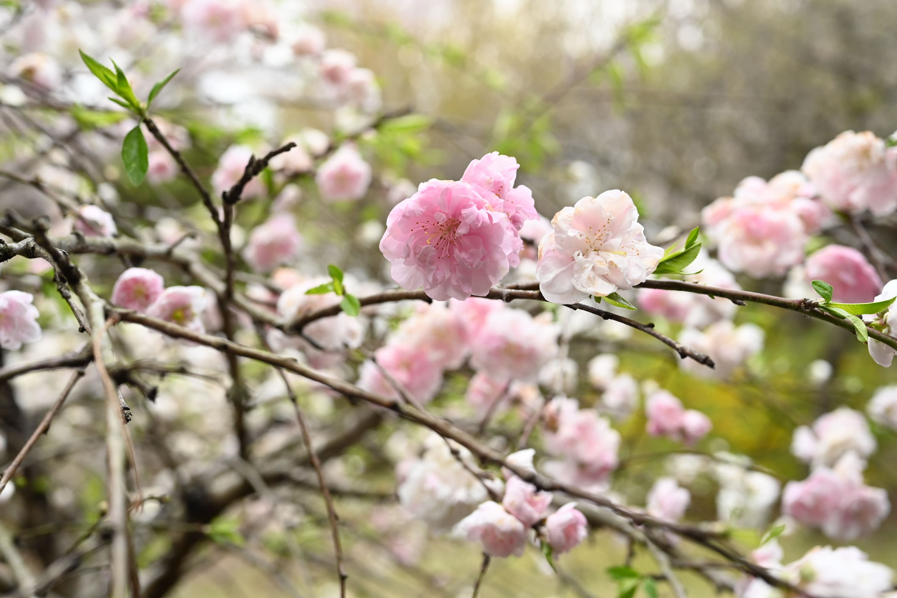 ハナモモとは｜育て方がわかる植物図鑑｜みんなの趣味の園芸