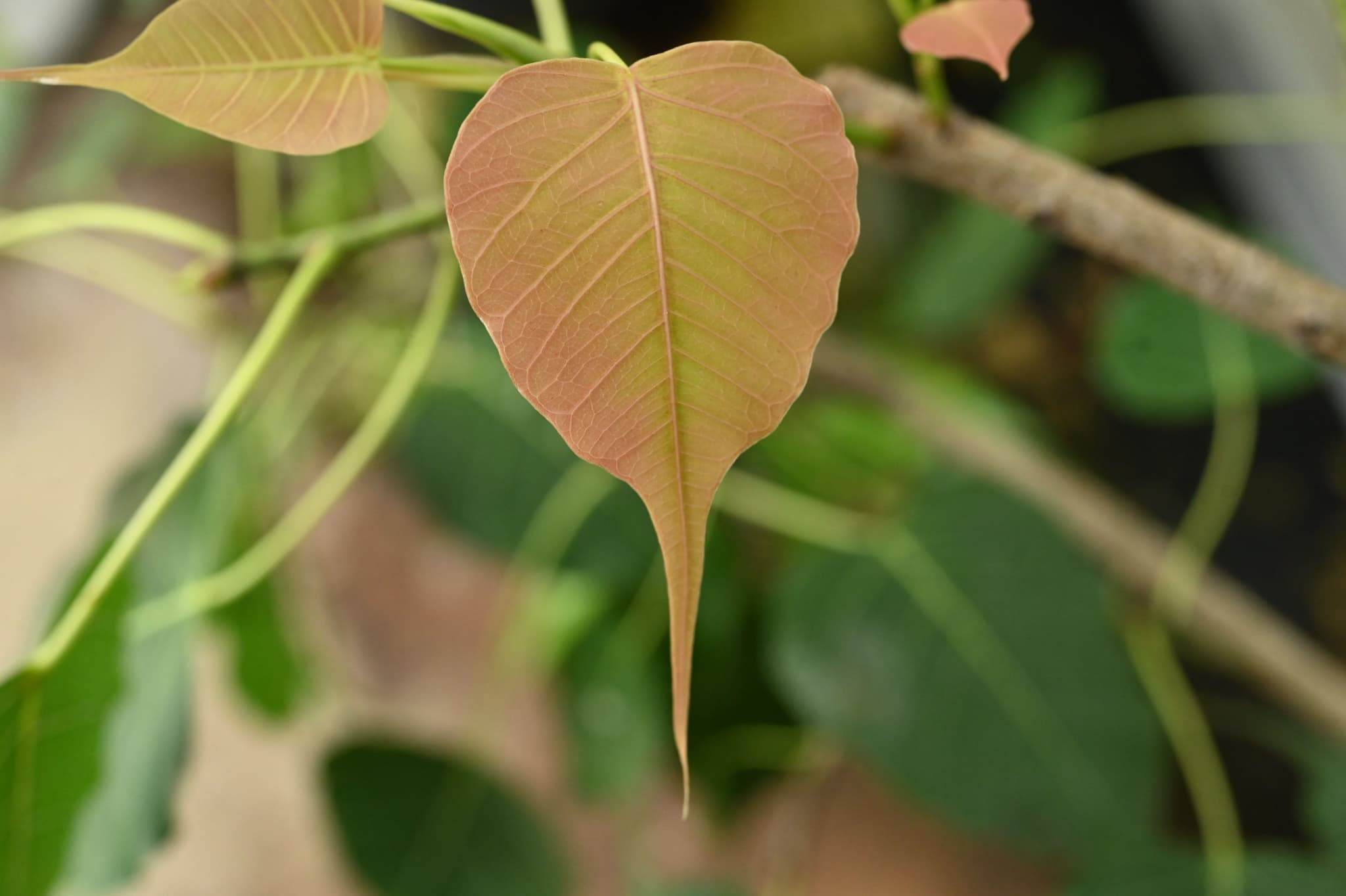 インドボダイジュ インドボダイジュ（印度菩提樹）8寸鉢植え ＊同梱不可！ : 日本花卉