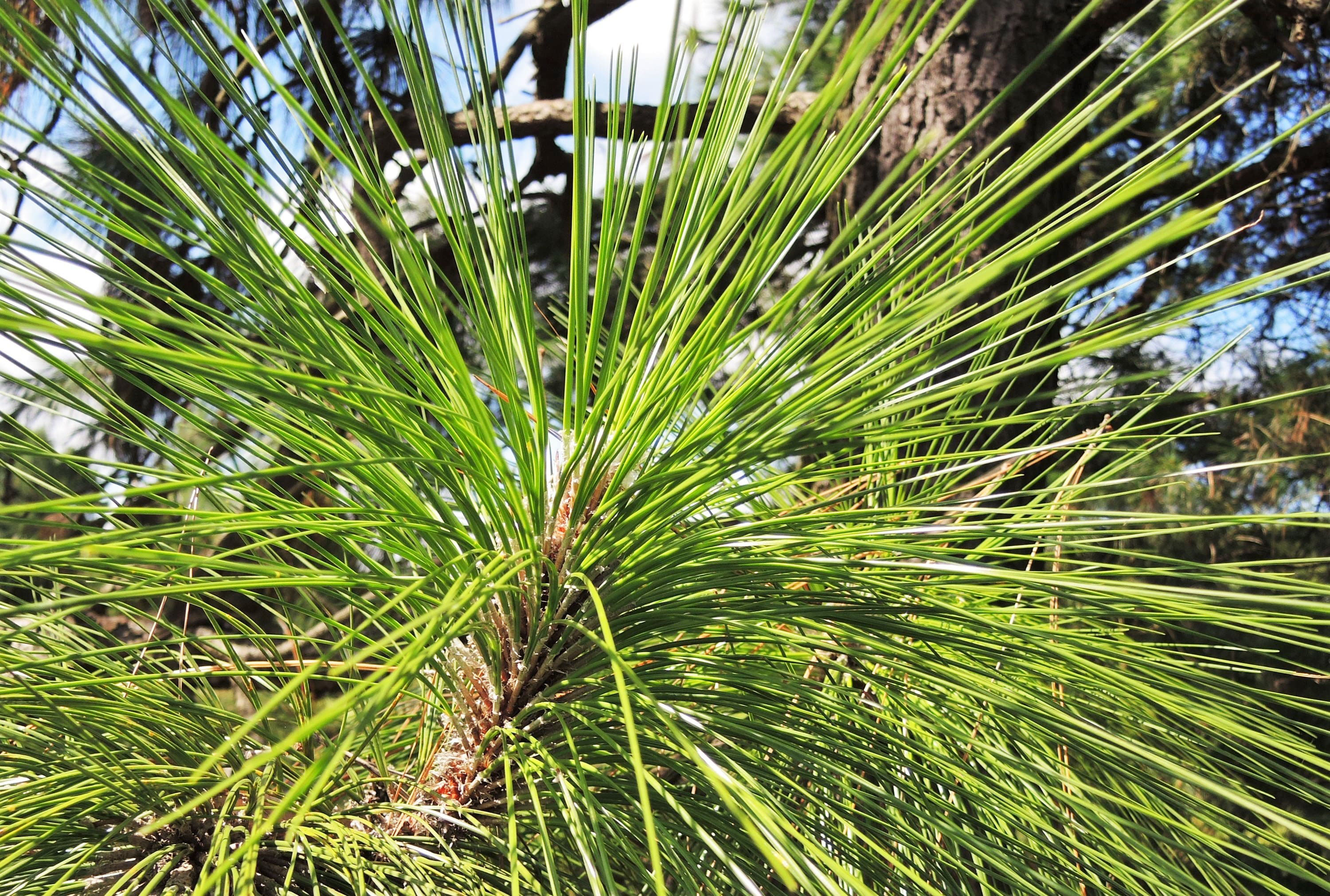 ダイオウショウ 大王松 庭木図鑑 植木ペディア