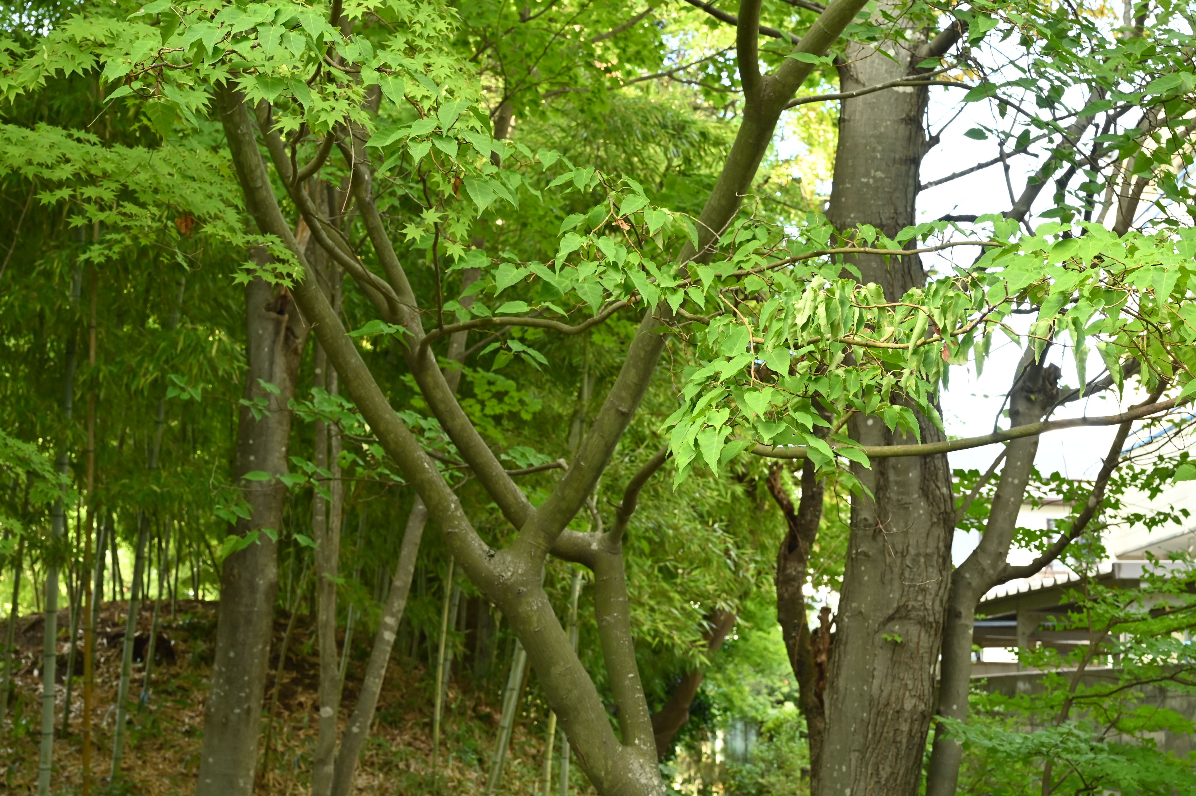 ウリカエデ／うりかえで／瓜楓 - 庭木図鑑 植木ペディア