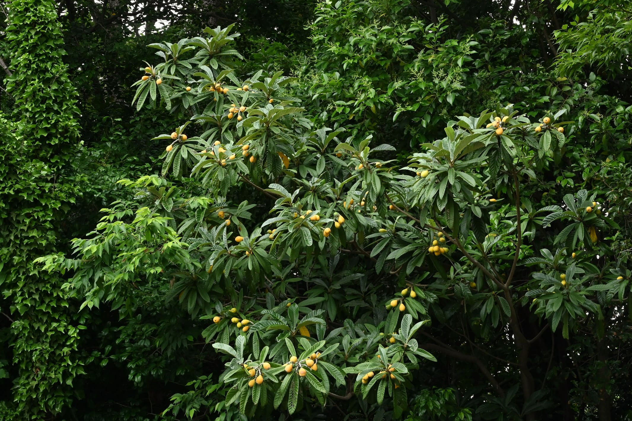 ビワ 枇杷 庭木図鑑 植木ペディア