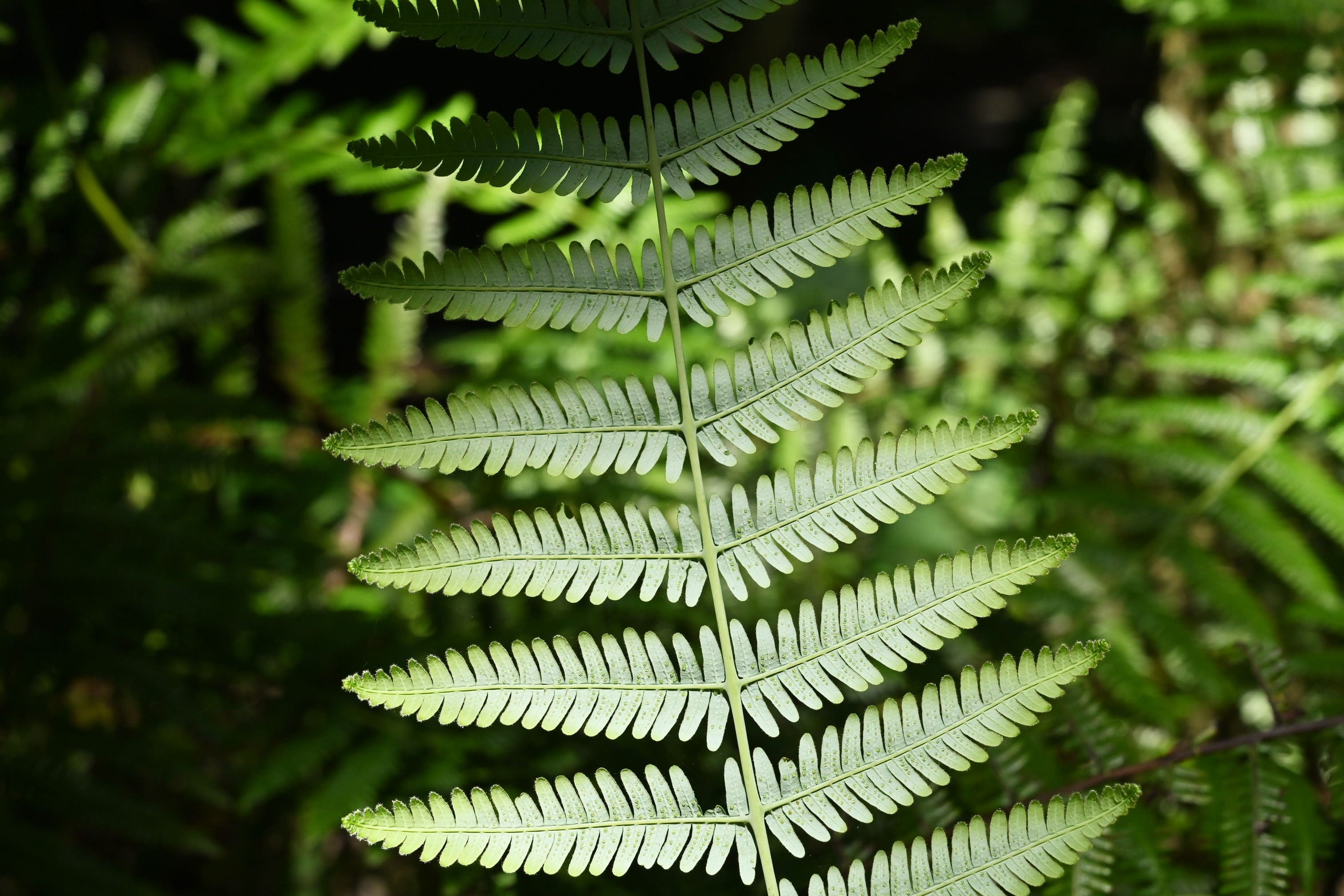 ウラジロ　裏白 ウラジロ／うらじろ／裏白 - 庭木図鑑 植木ペディア
