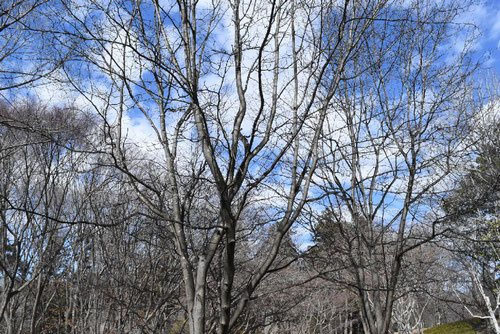 アズキナシ - 庭木図鑑 植木ペディア