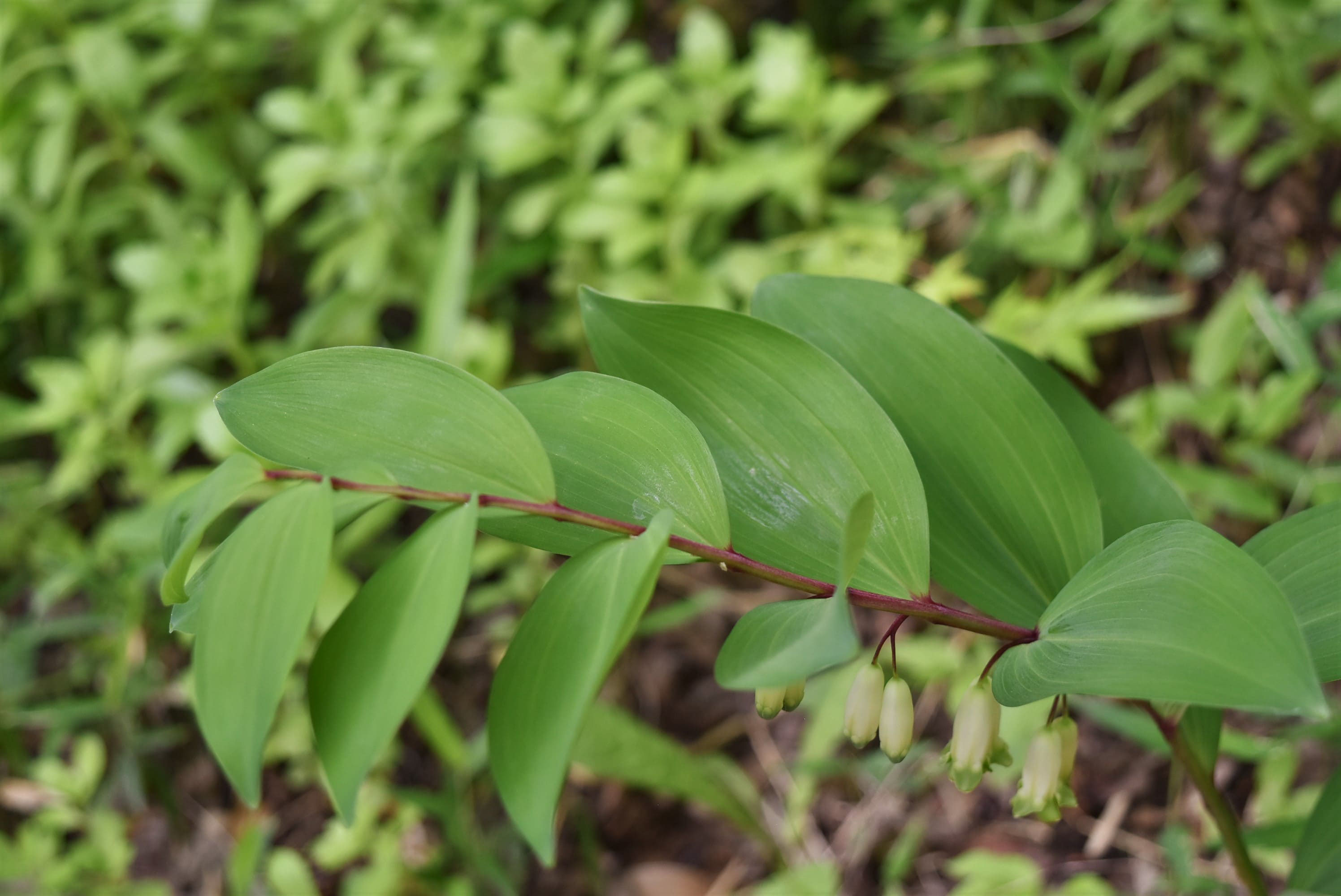 アマドコロ 天野老 庭木図鑑 植木ペディア
