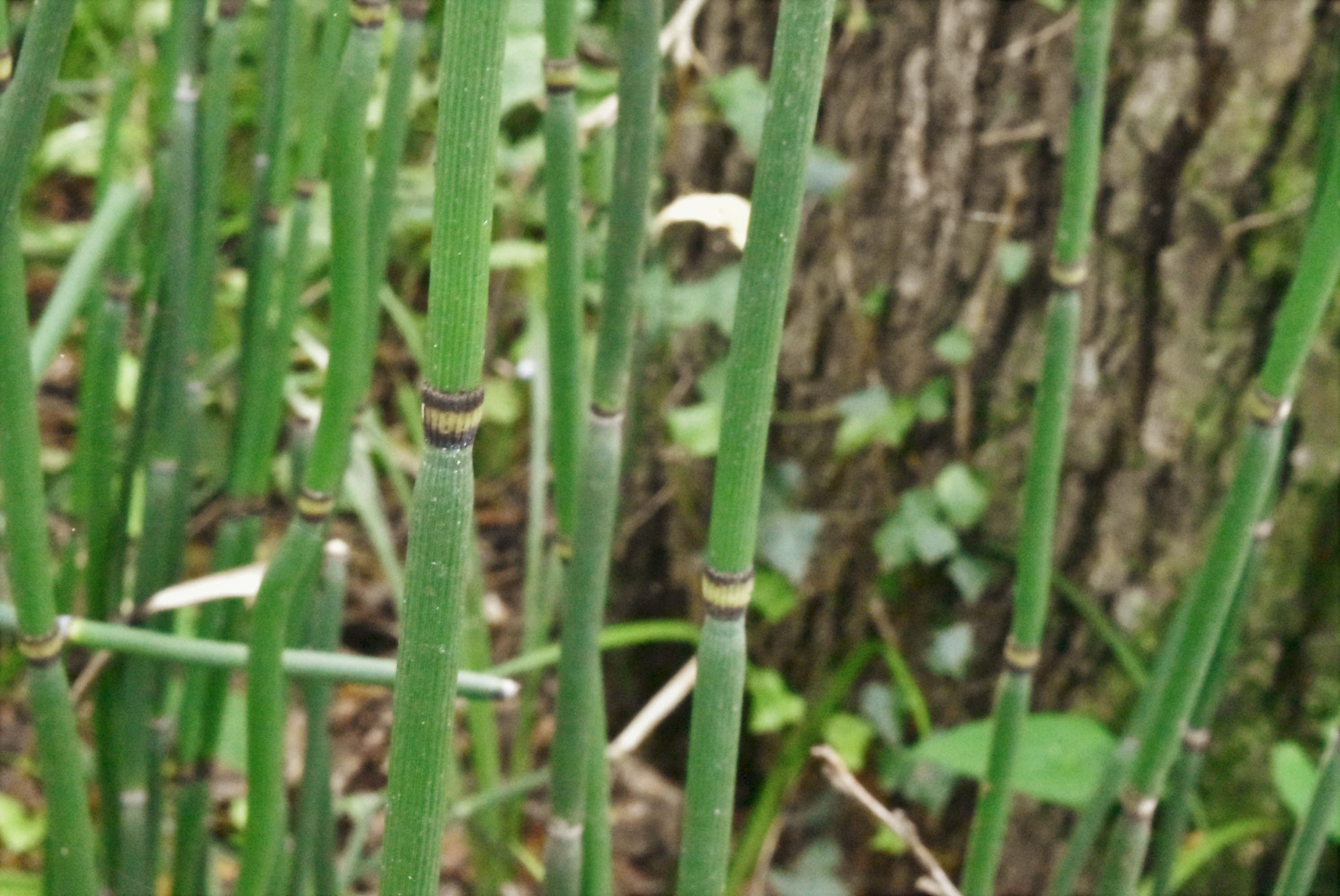 トクサ 庭木図鑑 植木ペディア