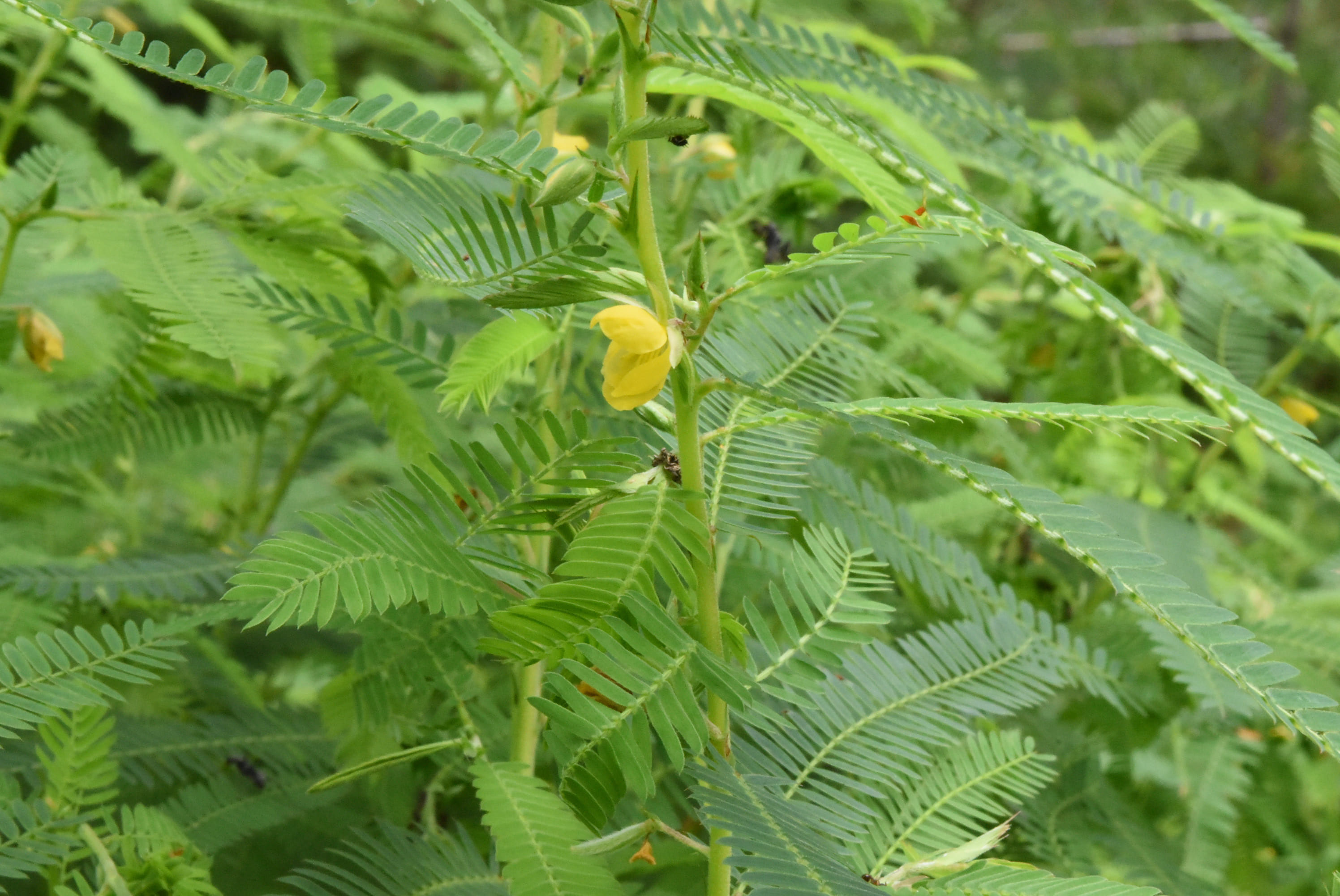 カワラケツメイ 川原決明 庭木図鑑 植木ペディア