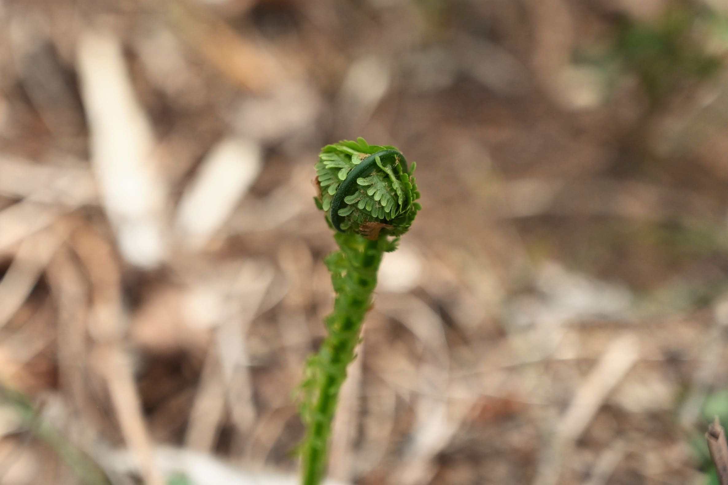 クサソテツ コゴミ 庭木図鑑 植木ペディア