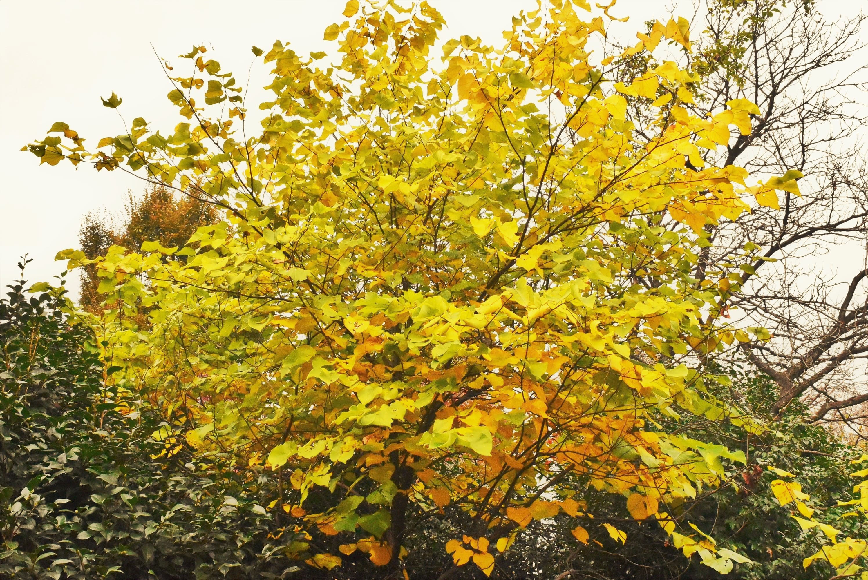 アメリカハナズオウ／あめりかはなずおう - 庭木図鑑 植木ペディア