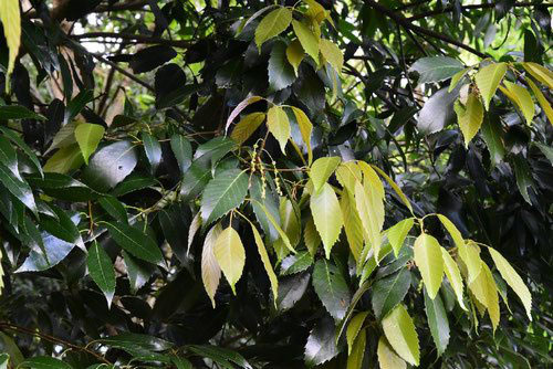 アラカシ 粗樫 庭木図鑑 植木ペディア アラカシ 粗樫 庭木図鑑 植木ペディア
