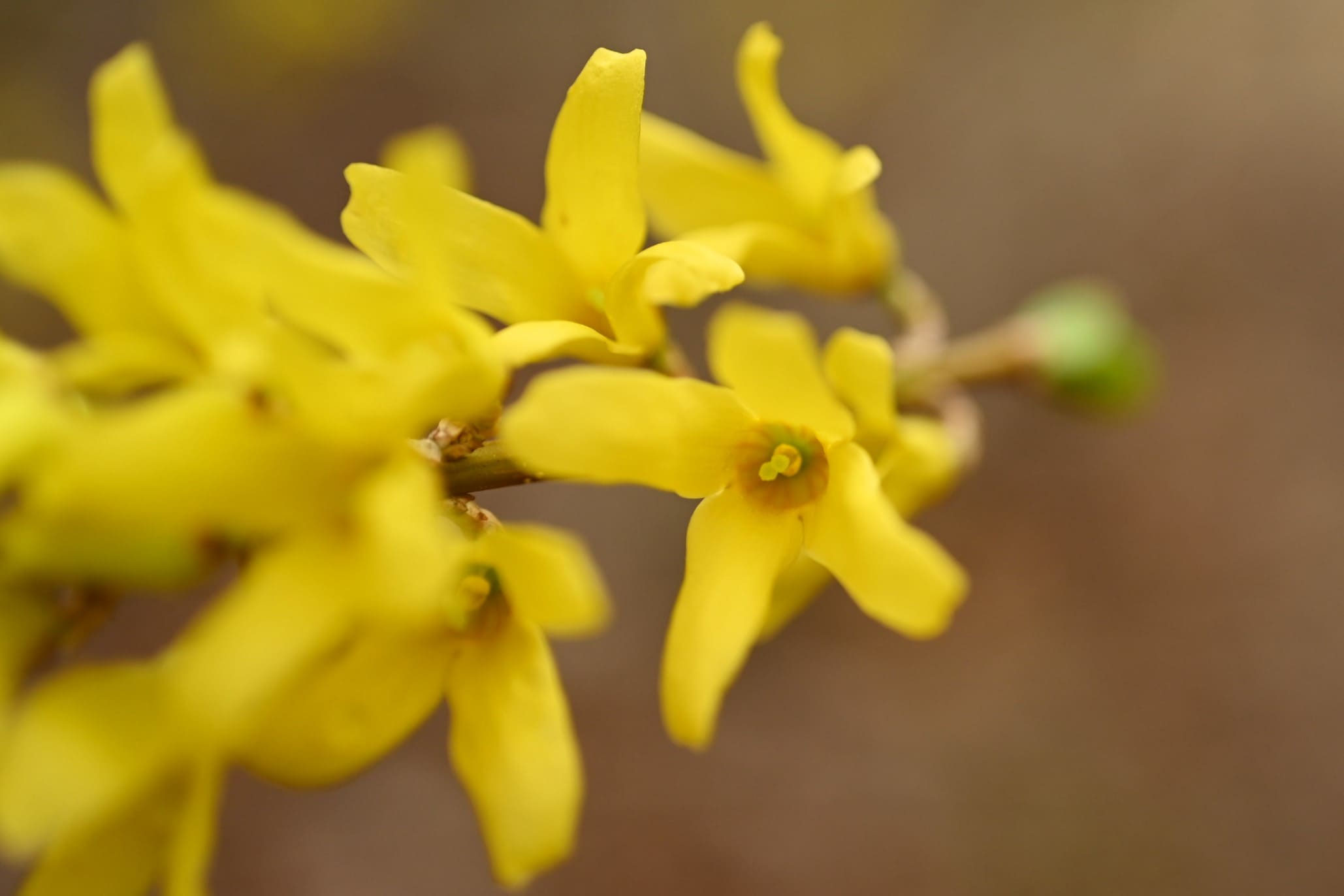 レンギョウ（連翹） - 庭木図鑑 植木ペディア