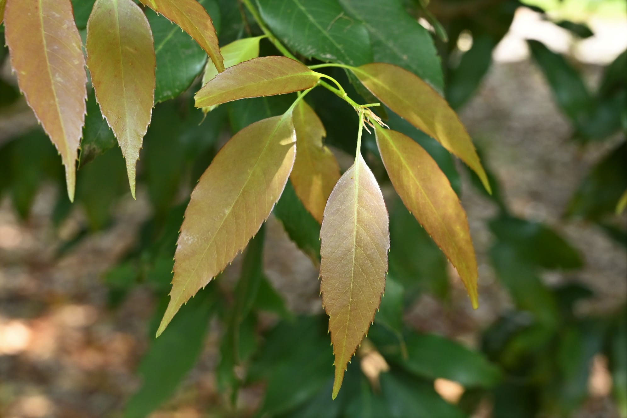 ウラジロガシ 裏白樫 庭木図鑑 植木ペディア ウラジロガシ 裏白樫 庭木図鑑 植木ペディア