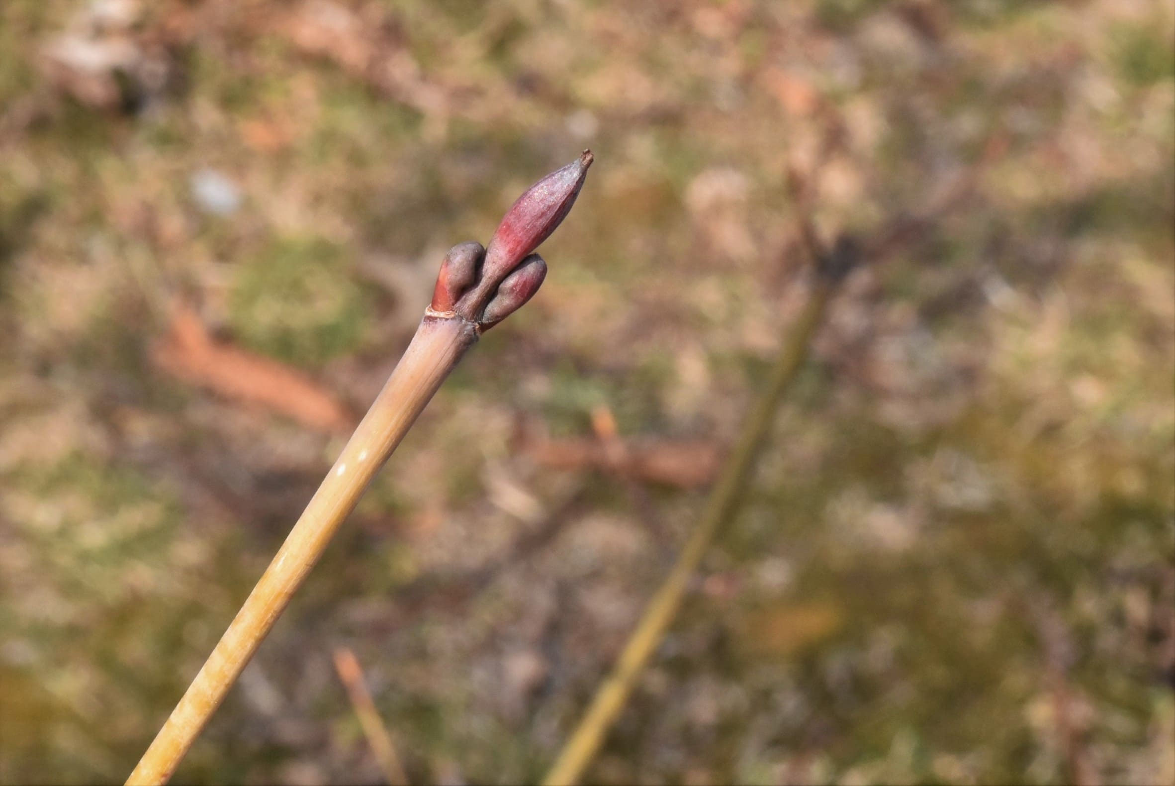 ウリハダカエデ - 庭木図鑑 植木ペディア