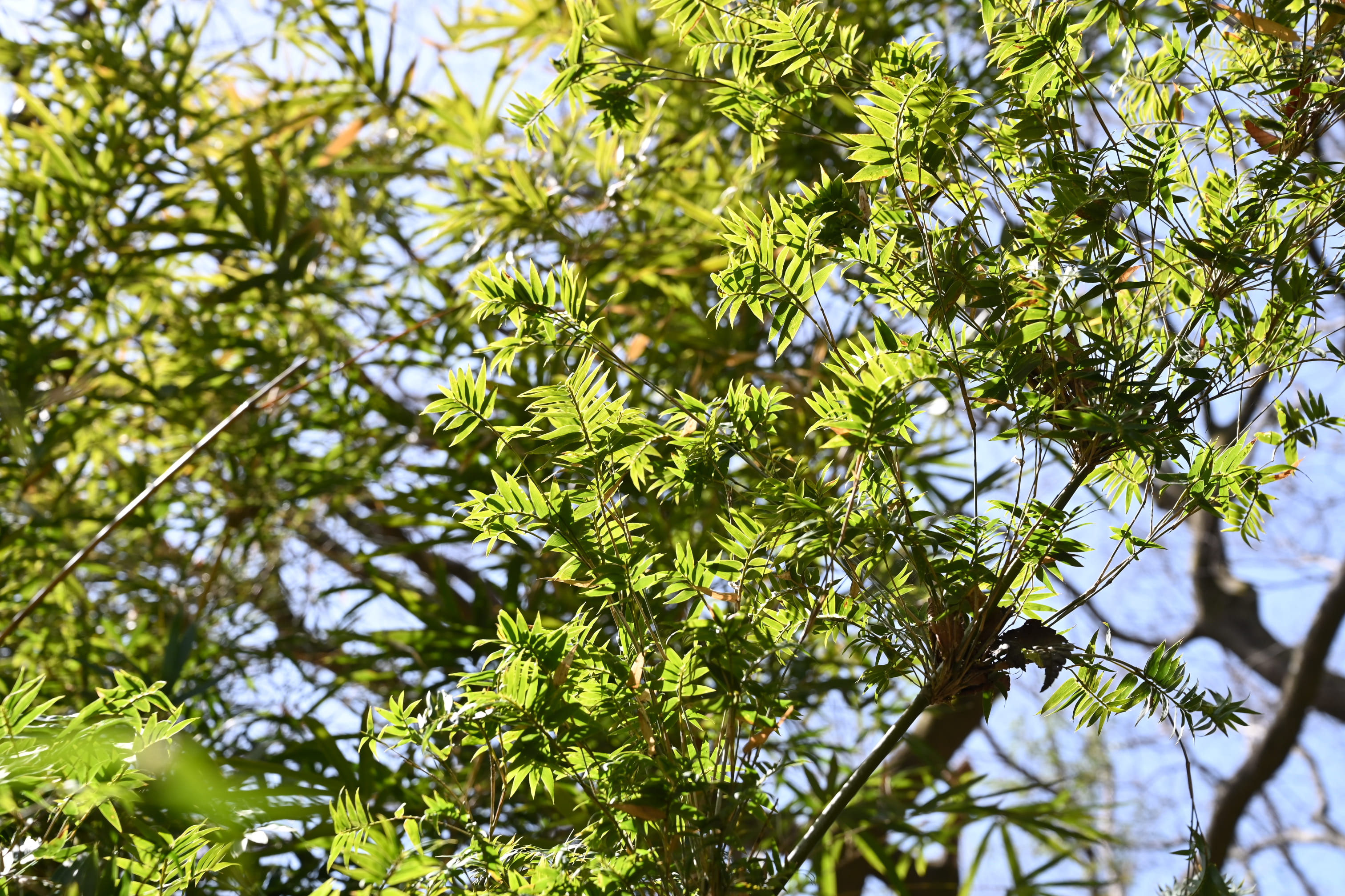 ホウオウチク ほうおうちく 鳳凰竹 庭木図鑑 植木ペディア ホウオウチク ほうおうちく 鳳凰竹 庭木図鑑 植木ペディア