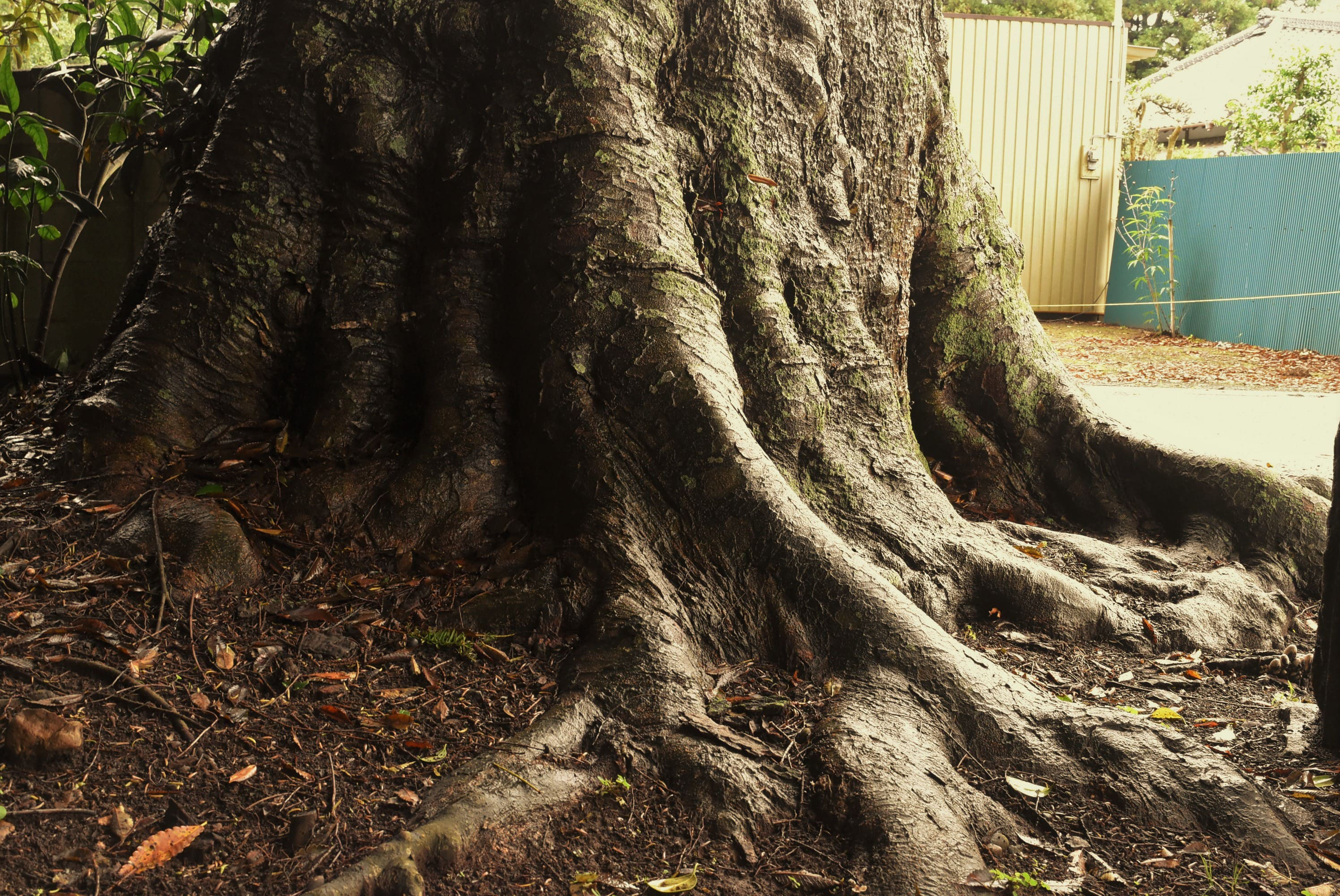 欅の木 ケヤキ（欅） - 庭木図鑑 植木ペディア