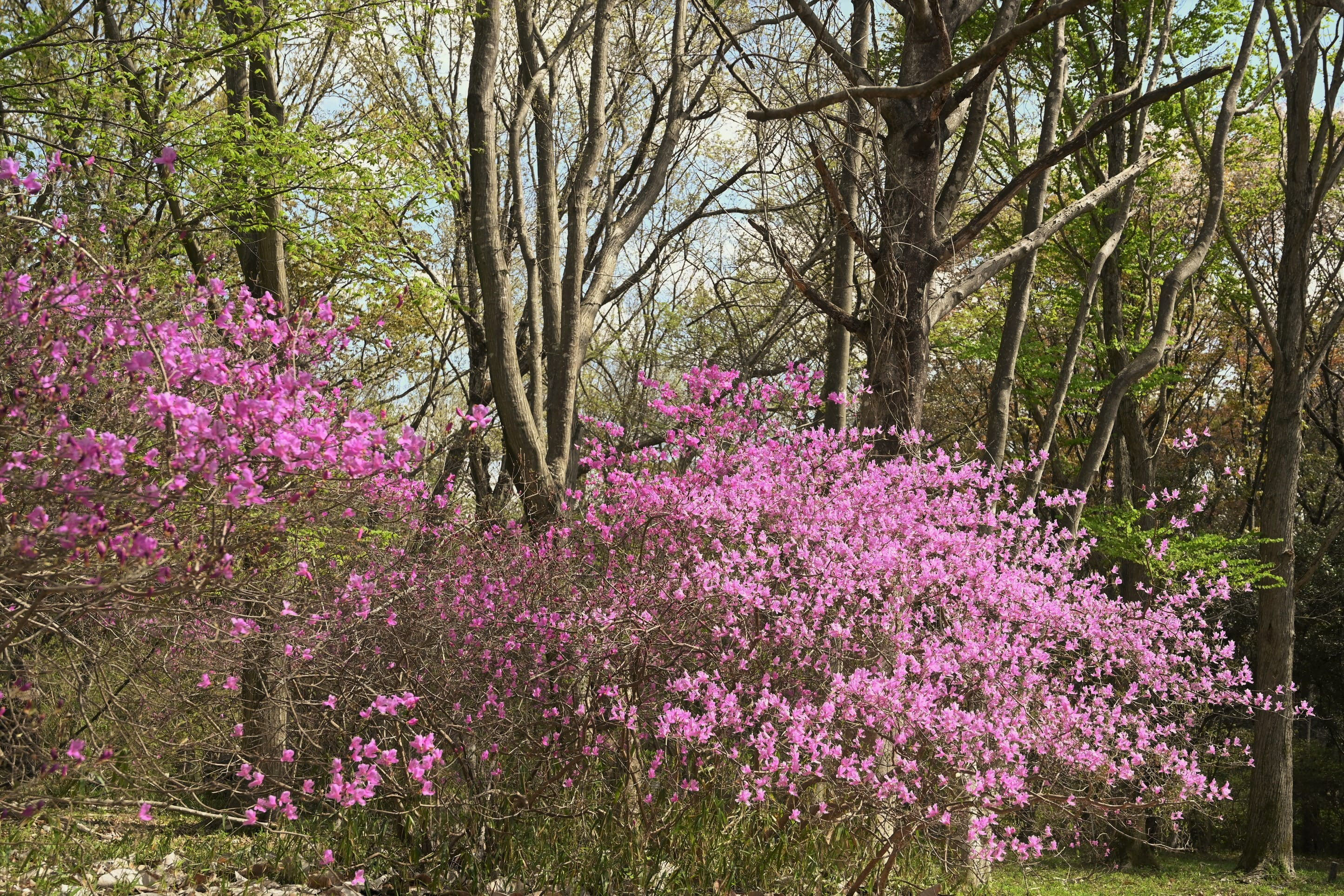 コバノミツバツツジ - 庭木図鑑 植木ペディア コバノミツバツツジ - 庭木図鑑 植木ペディア
