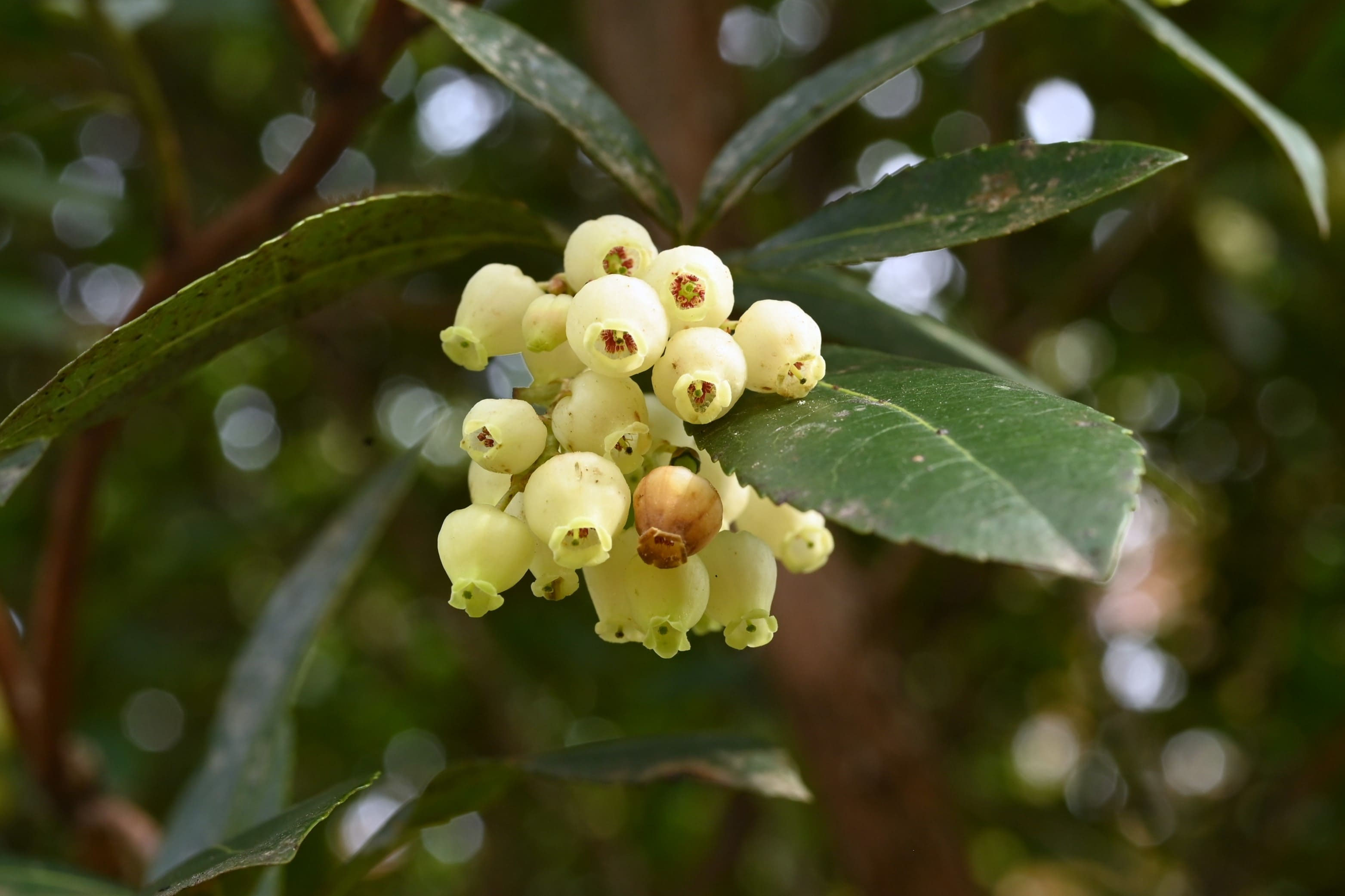 イチゴの木（カッチョイイサイズ）大 イチゴの木（カッチョイイサイズ）大 イチゴノキとイチゴノキもどき