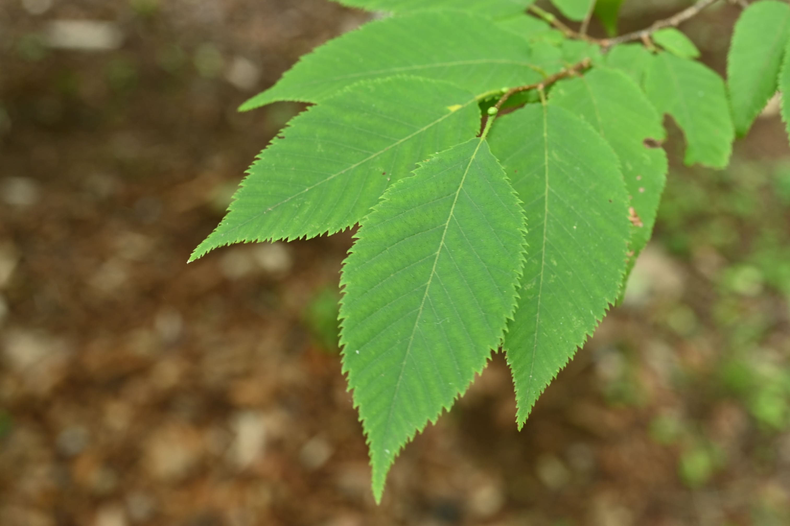 アサダ 庭木図鑑 植木ペディア アサダ 庭木図鑑 植木ペディア