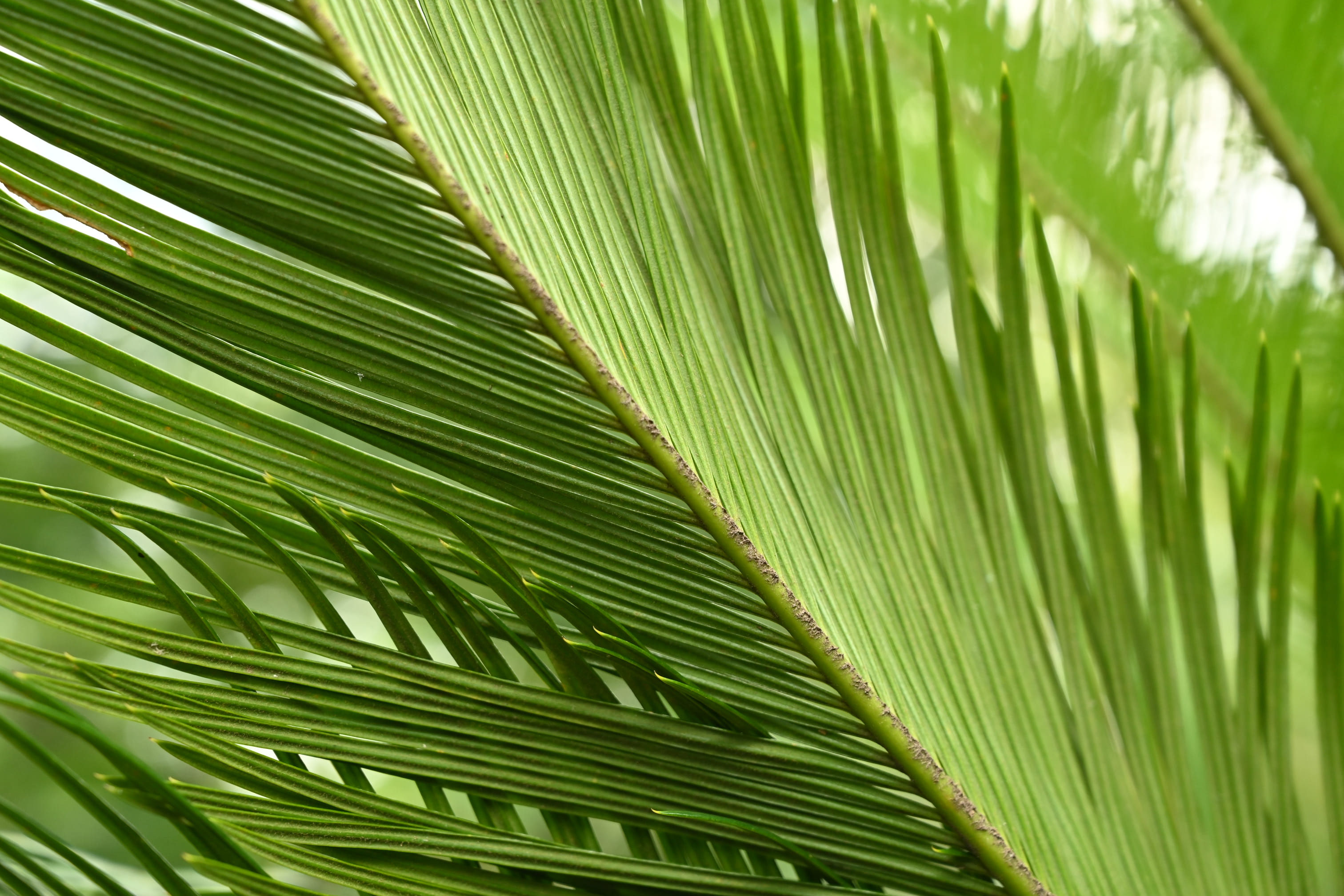 ソテツ そてつ 蘇鉄 庭木図鑑 植木ペディア