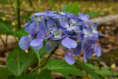アジサイ 紫陽花 庭木図鑑 植木ペディア アジサイ 紫陽花 庭木図鑑 植木ペディア