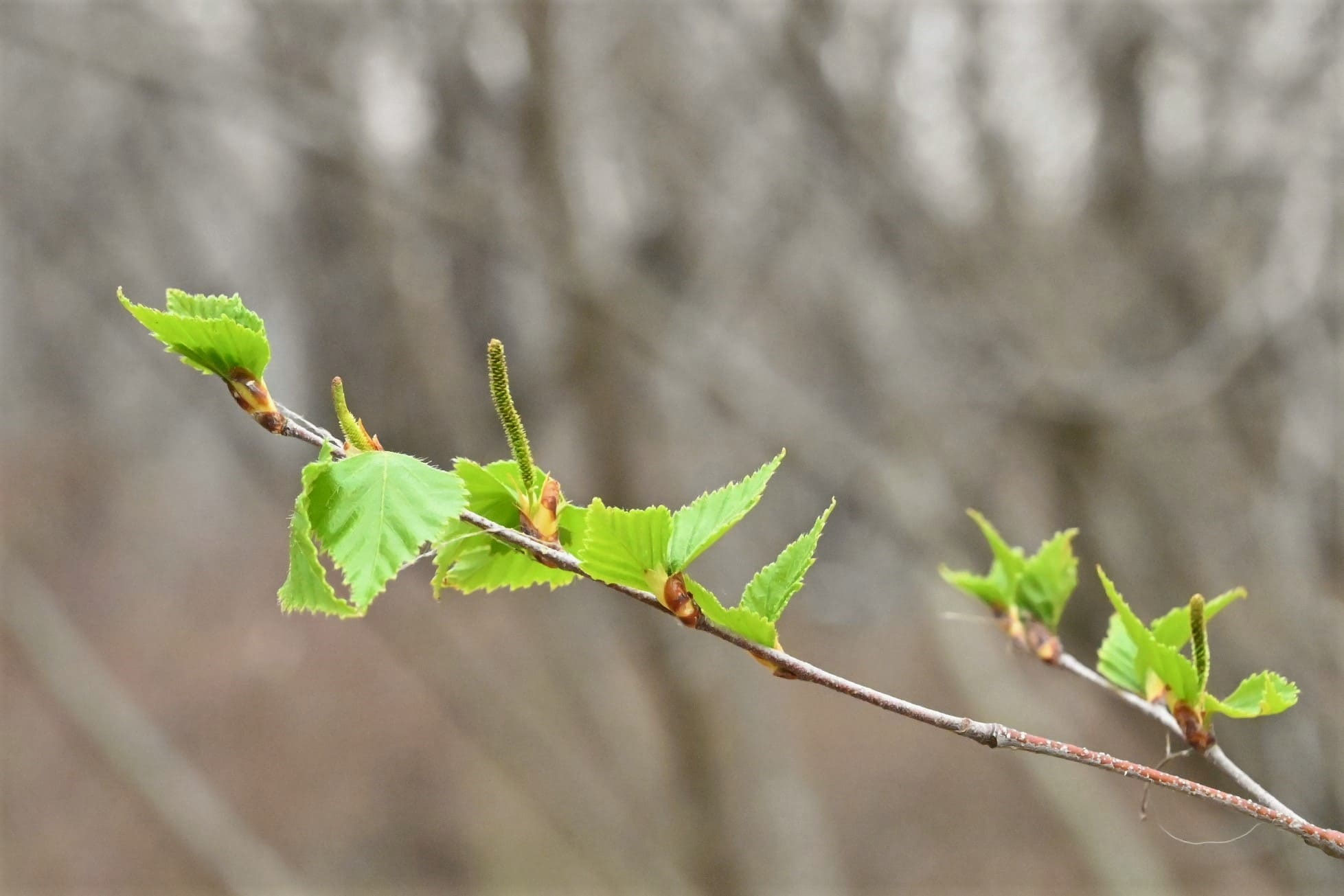 シラカバ 白樺 庭木図鑑 植木ペディア