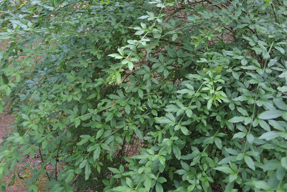 オウバイモドキ 庭木図鑑 植木ペディア