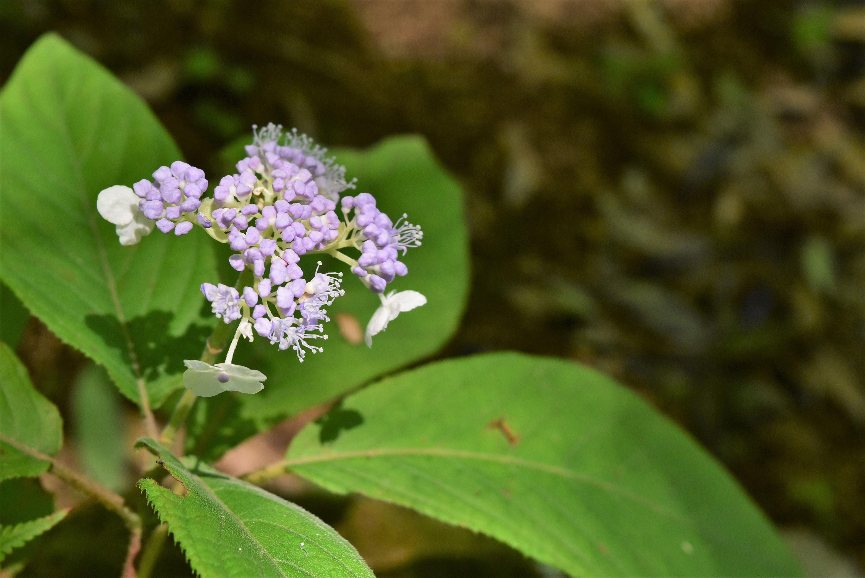 タマアジサイ 玉紫陽花 庭木図鑑 植木ペディア