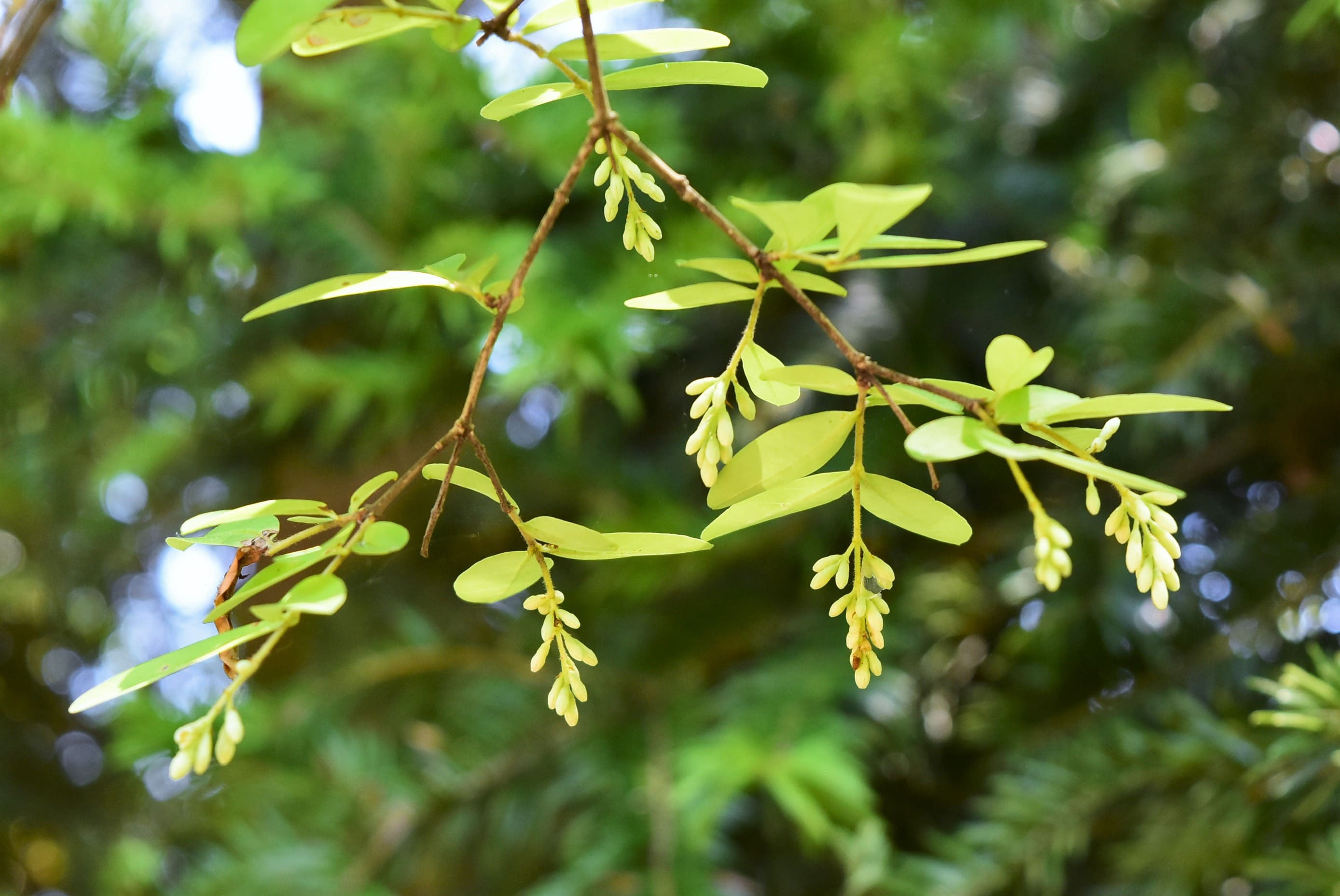 イボタの石です。 イボタの石です。 【公式通販】