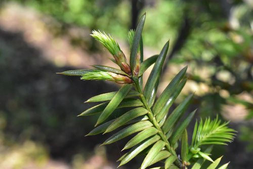 カヤ（榧） - 庭木図鑑 植木ペディア