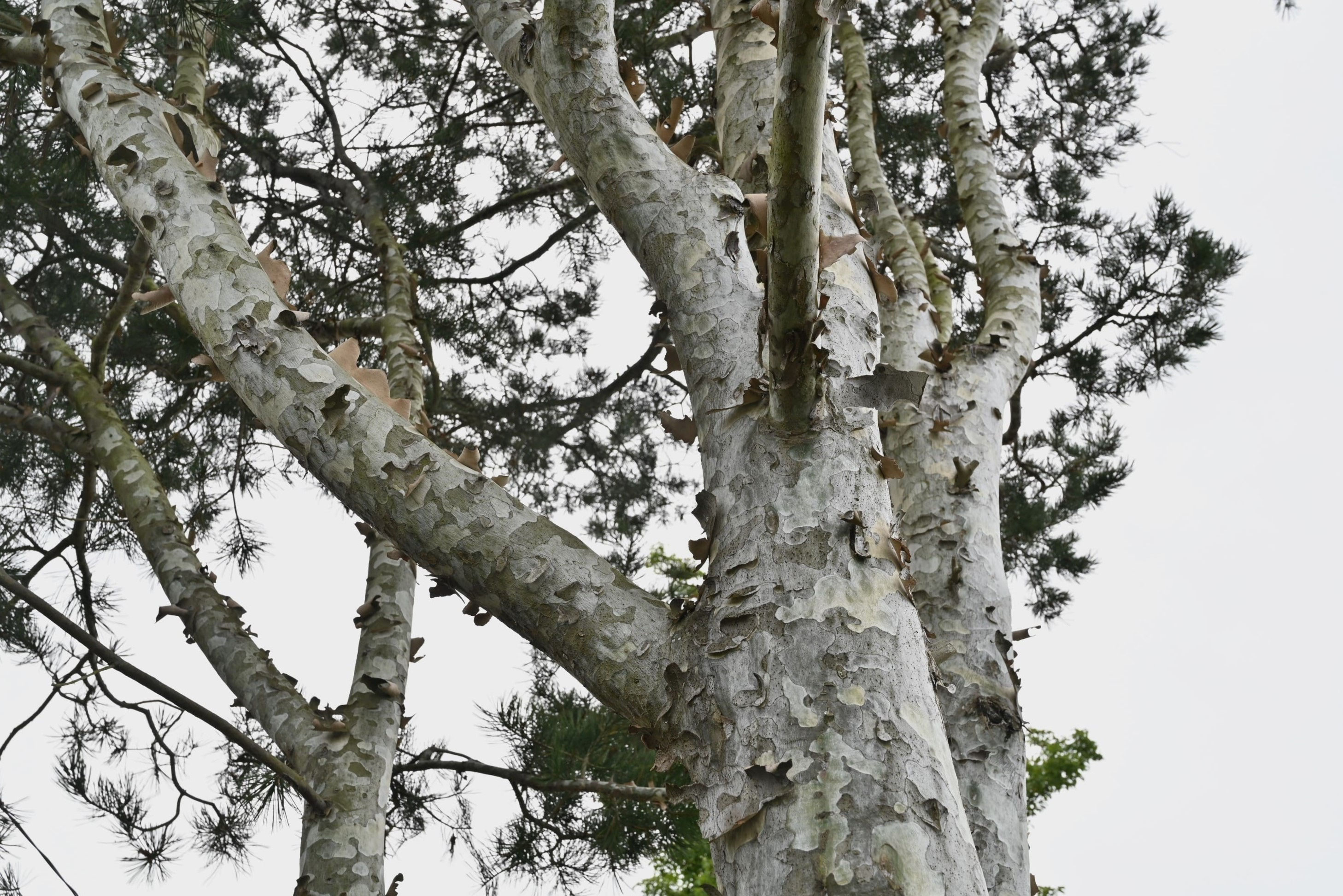 白松　ハクショウ 園芸ネット本店｜ハクショウ（白皮松・白松）10号ポット樹高1.2m の