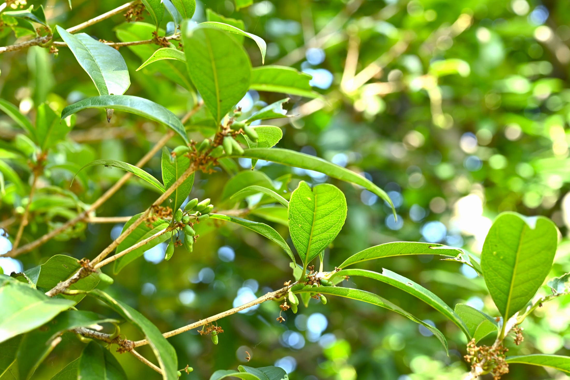 ウスギモクセイ 庭木図鑑 植木ペディア ウスギモクセイ 庭木図鑑 植木ペディア