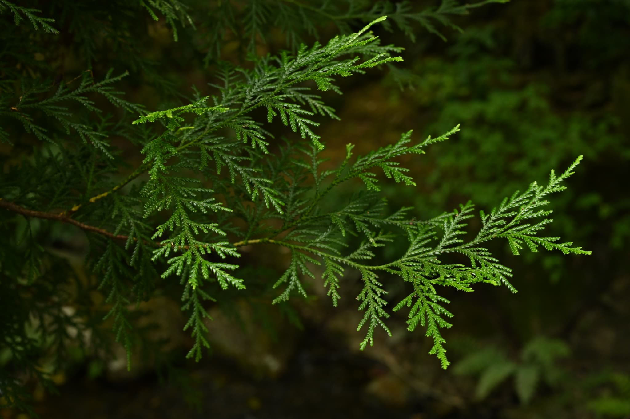 アスナロ（翌檜） - 庭木図鑑 植木ペディア