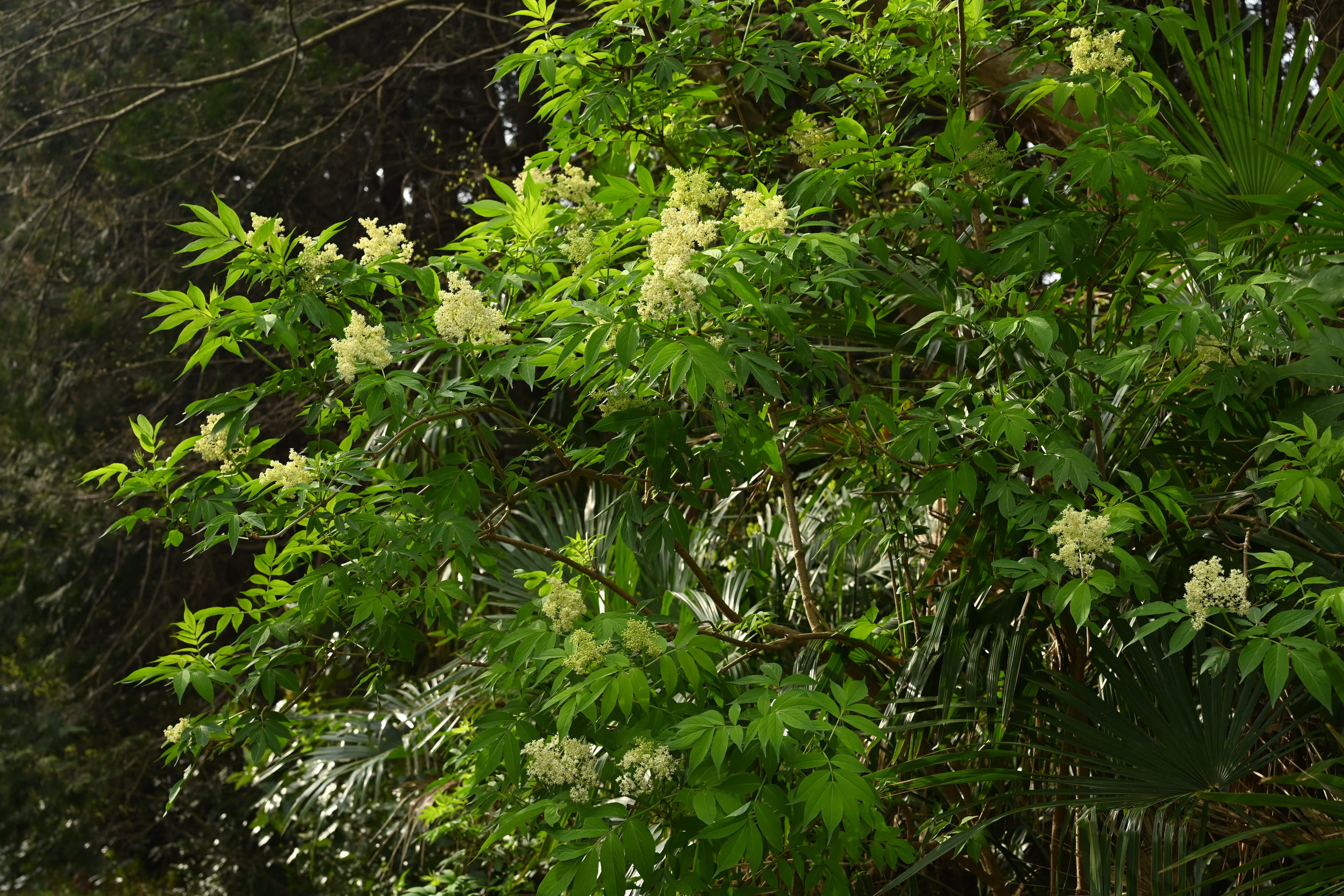 ニワトコ 接骨木 庭木図鑑 植木ペディア