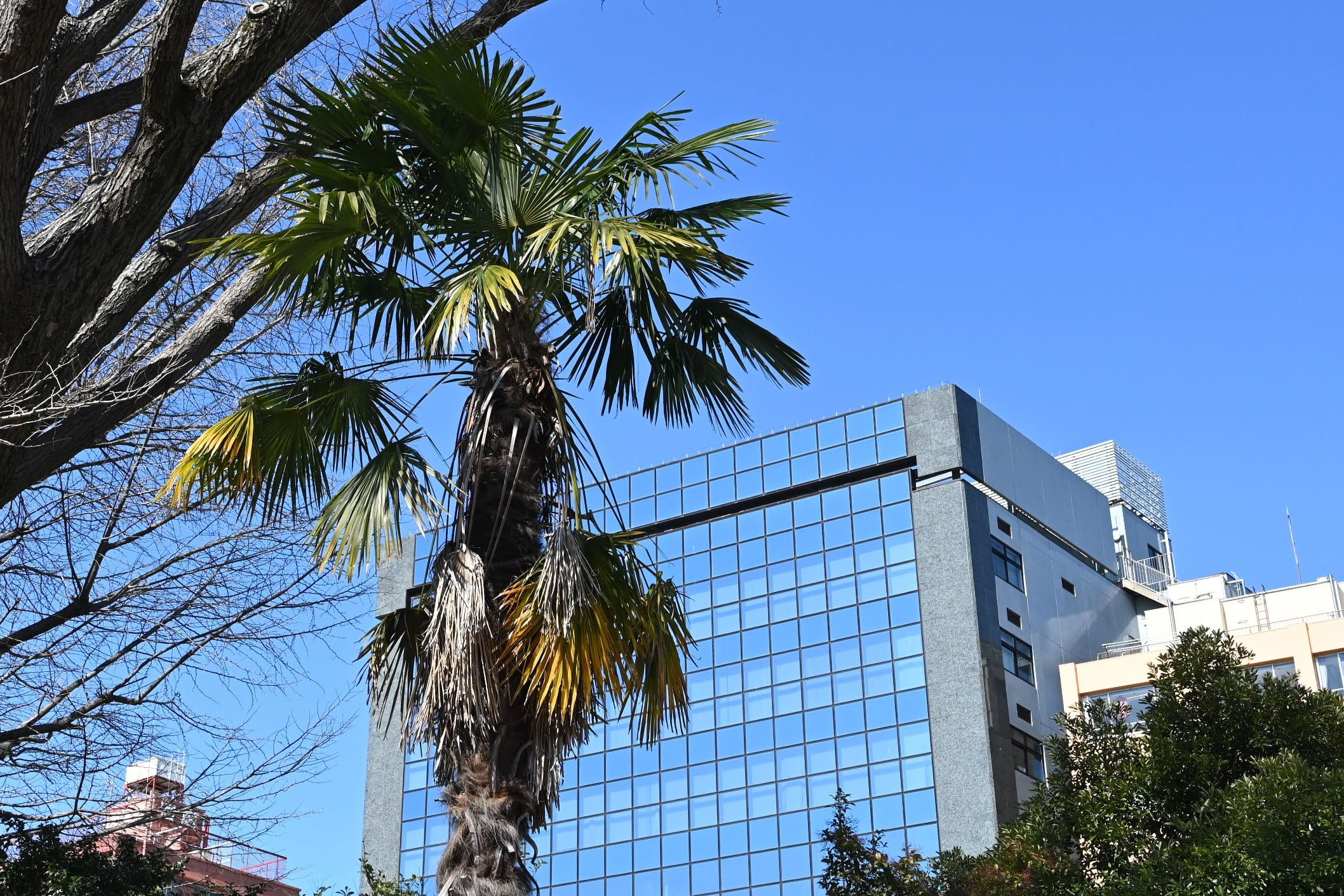 棕櫚の葉 シュロ／しゅろ／棕櫚 - 庭木図鑑 植木ペディア