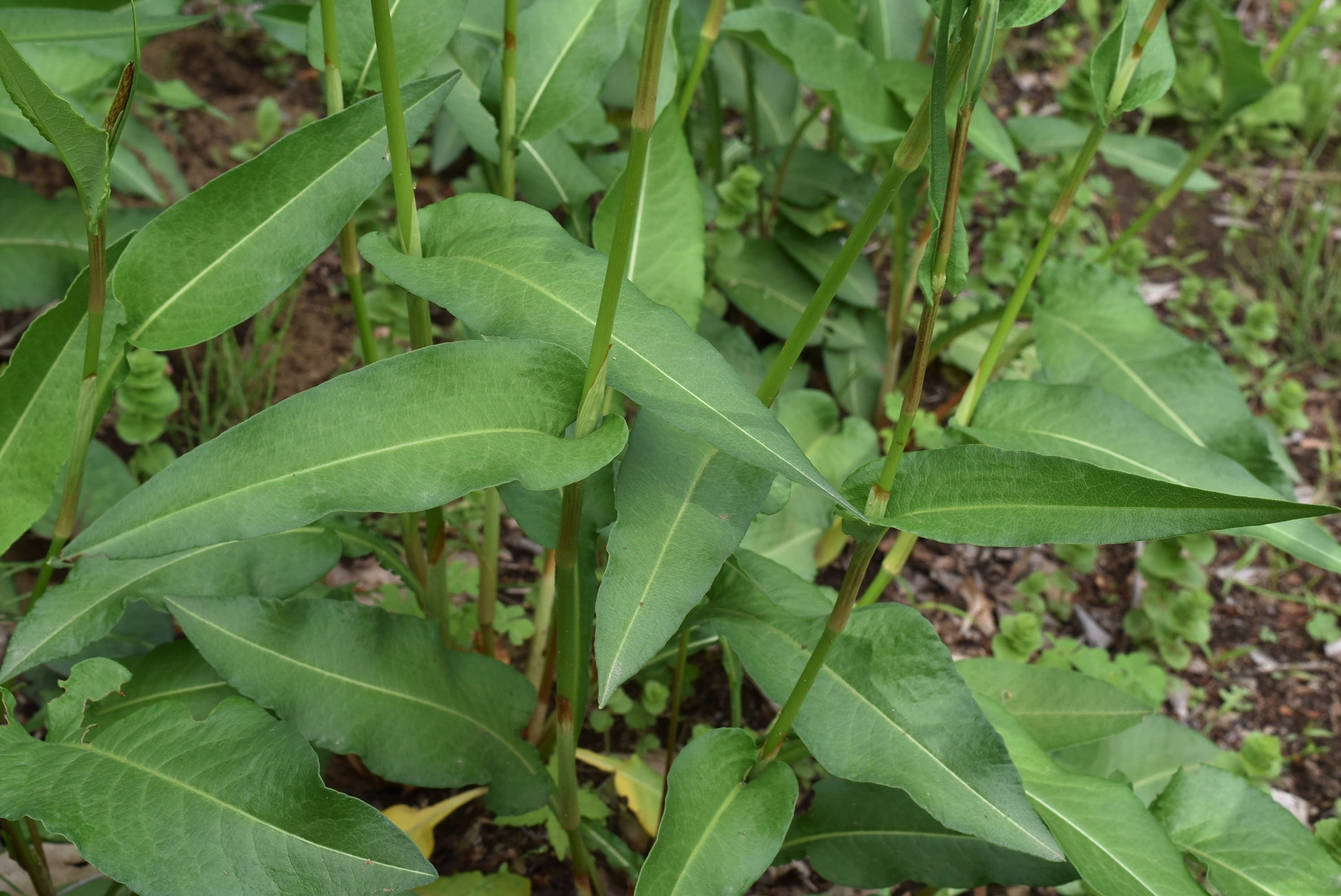 イブキトラノオ いぶきとらのお 伊吹虎尾 庭木図鑑 植木ペディア