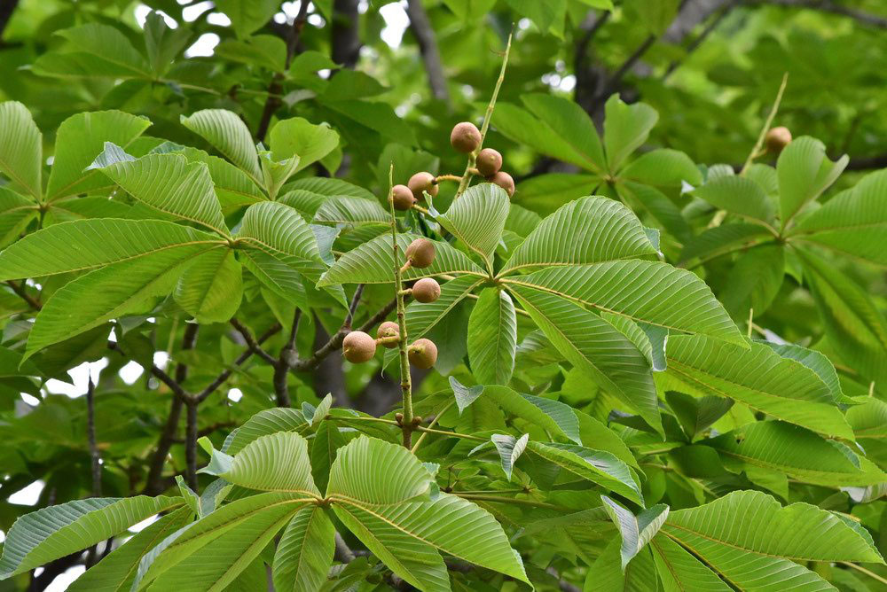 トチノキ 橡 庭木図鑑 植木ペディア