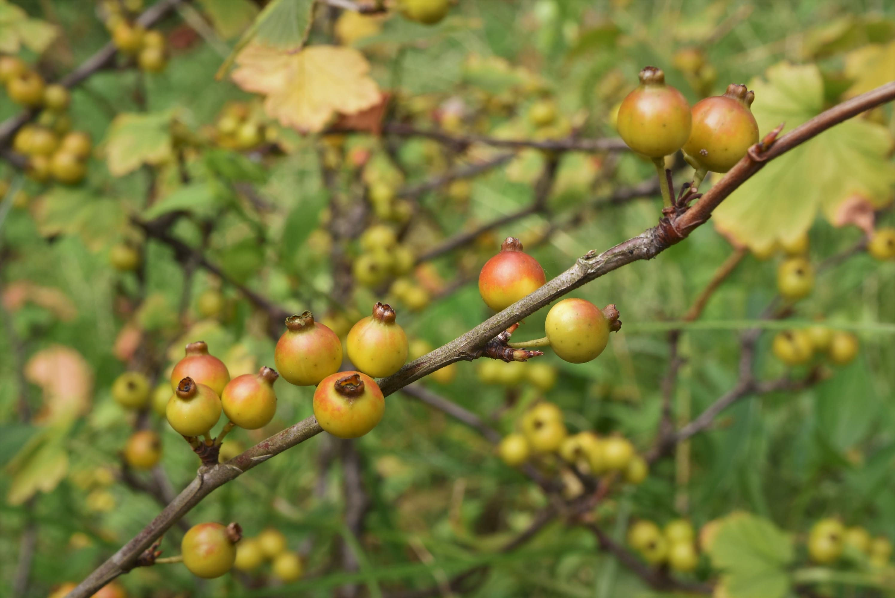 No.57 ヤブサンザシ　(メス) No.57 ヤブサンザシ (メス)