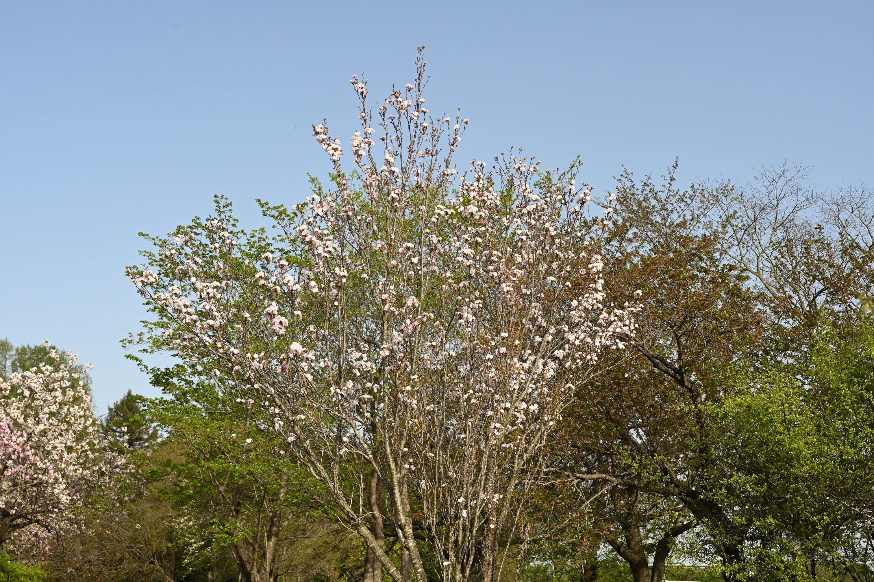 アマノガワ 天の川桜 庭木図鑑 植木ペディア アマノガワ 天の川桜 庭木図鑑 植木ペディア