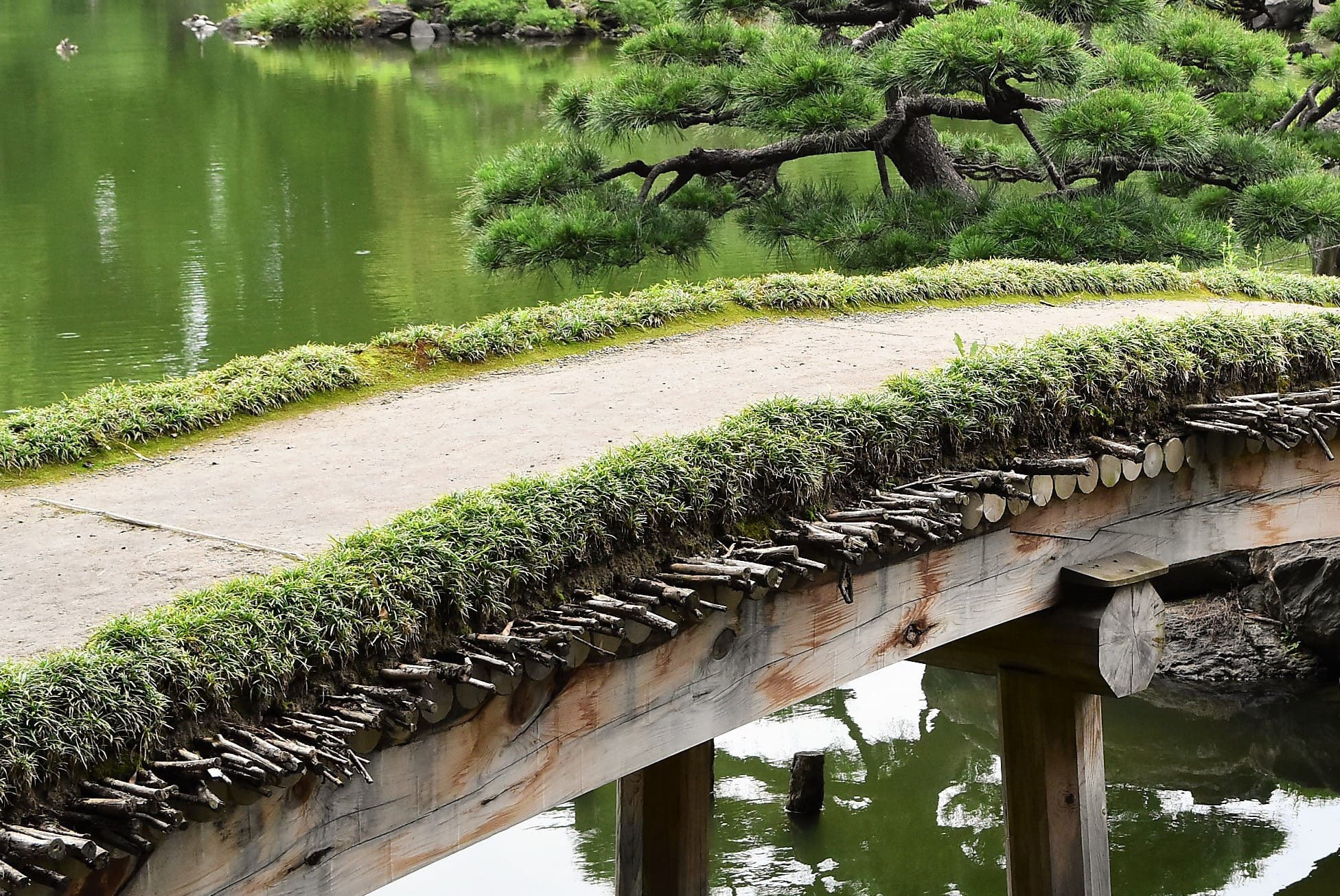 ジャノヒゲ（蛇髭） - 庭木図鑑 植木ペディア