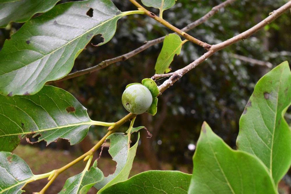 豆柿(マメガキ)太木 豆柿(マメガキ)太木 マメガキ Diospyros lotus