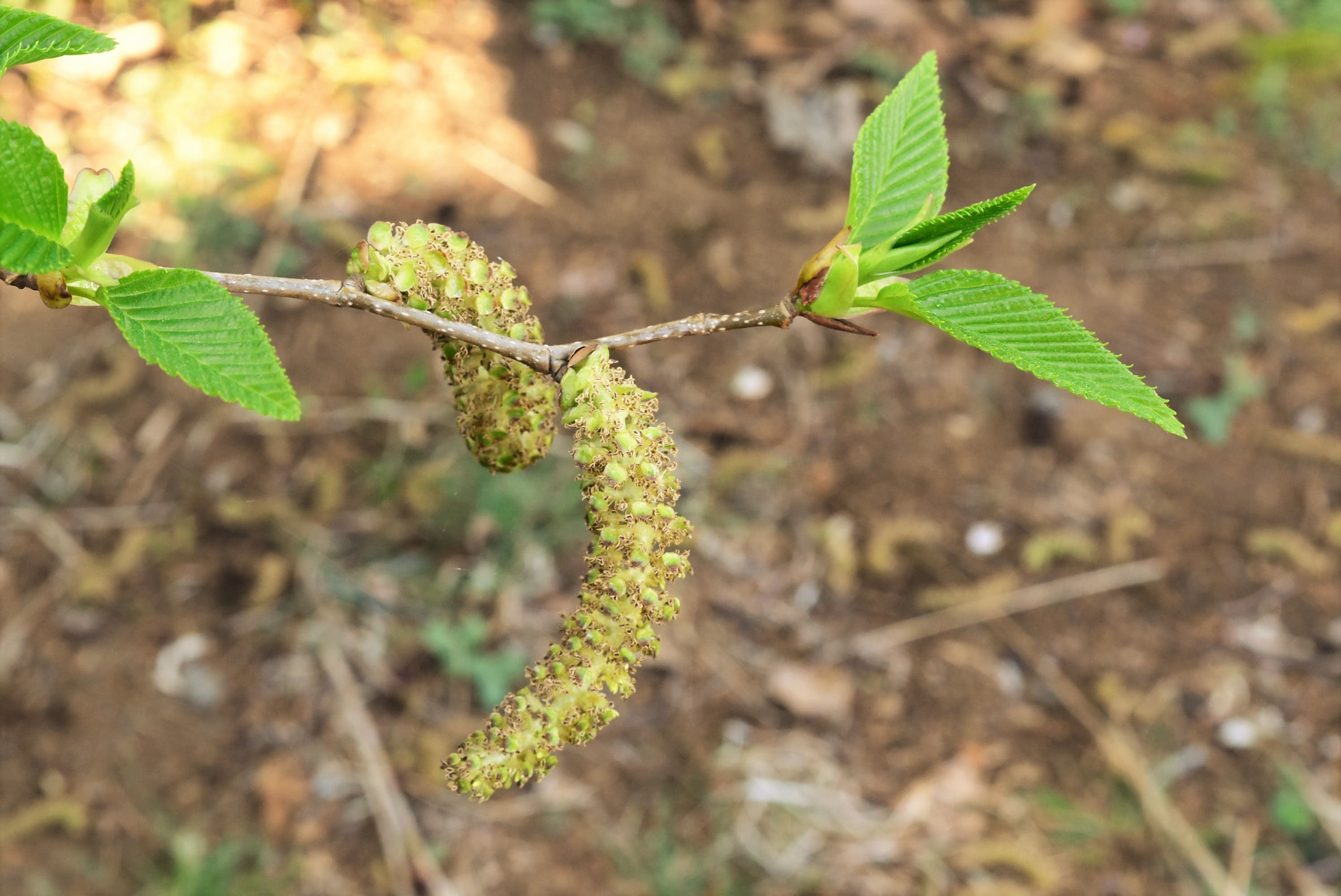オオバヤシャブシ 庭木図鑑 植木ペディア