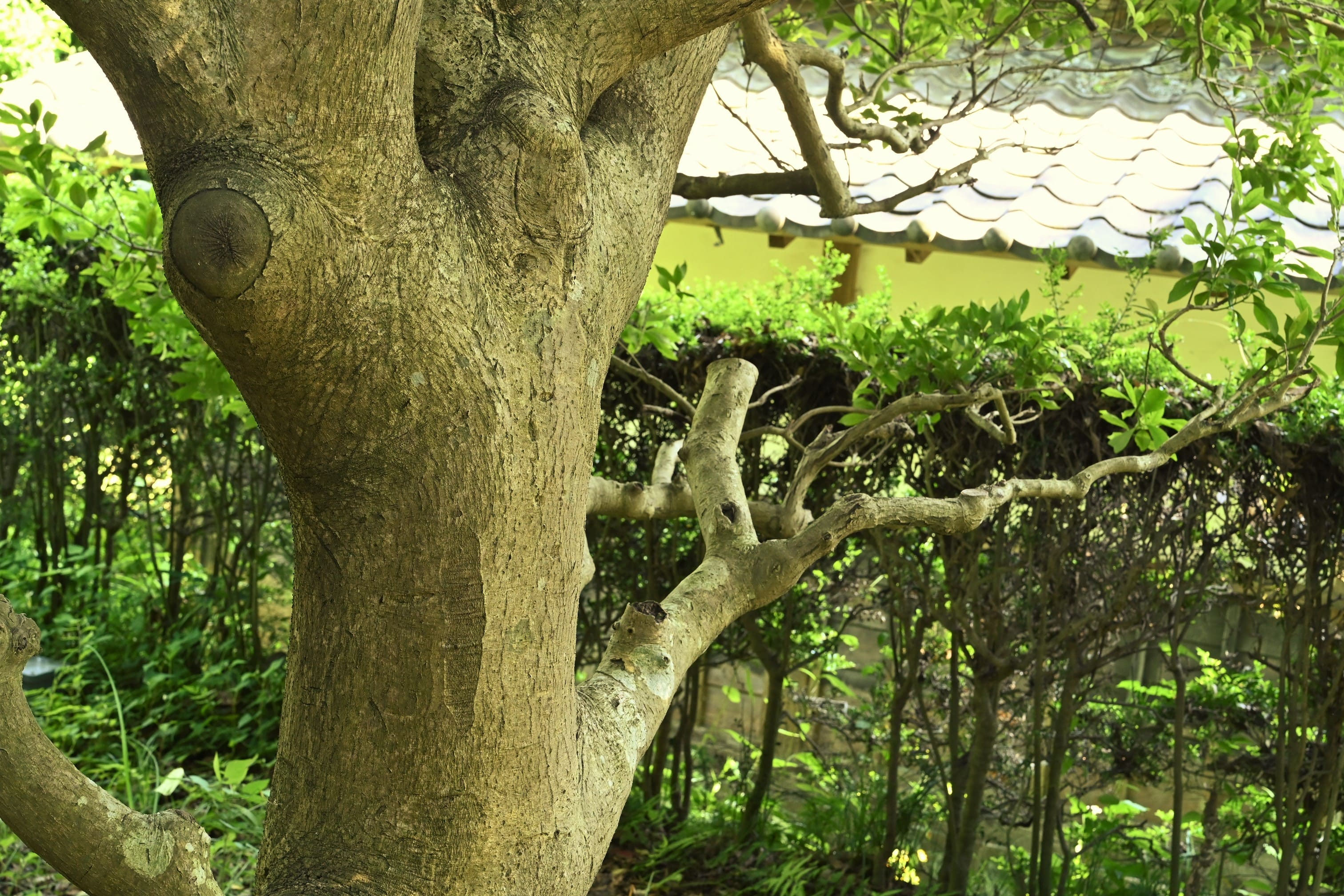 絕版款　新品  amuseable holly モチノキ モチノキ（黐の木） - 庭木図鑑 植木ペディア