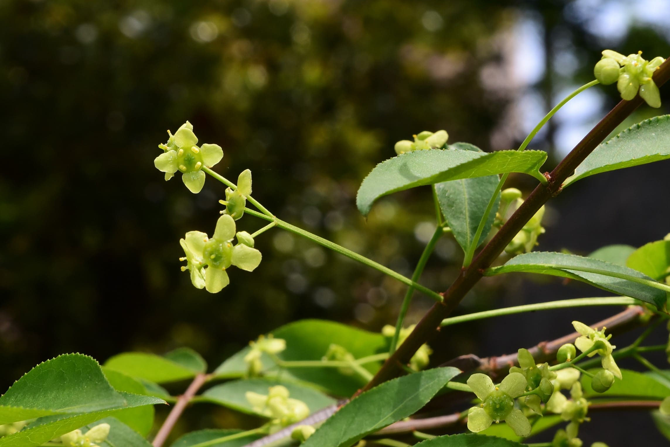 ニシキギ（錦木） - 庭木図鑑 植木ペディア