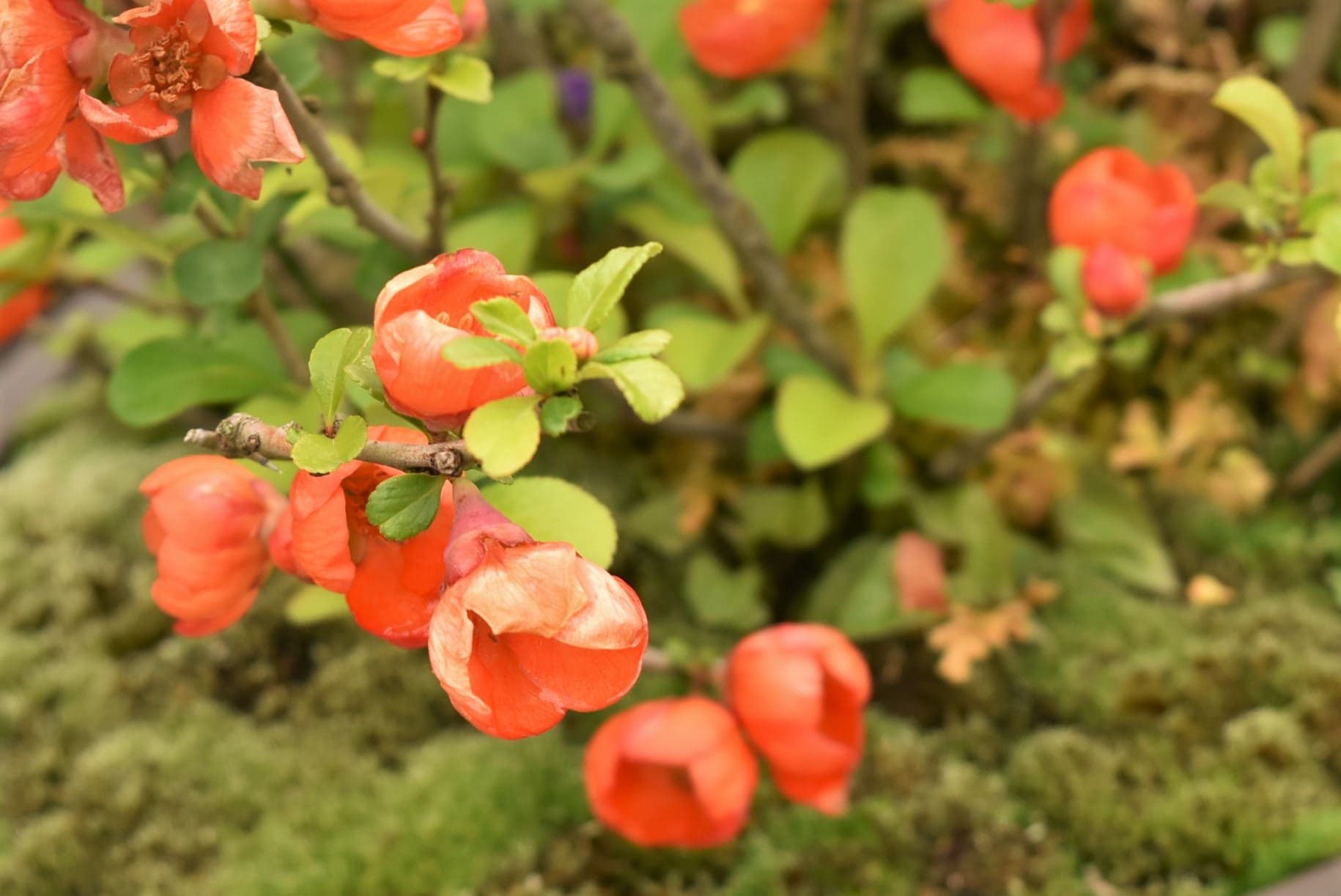クサボケ 草木瓜 庭木図鑑 植木ペディア クサボケ 草木瓜 庭木図鑑 植木ペディア