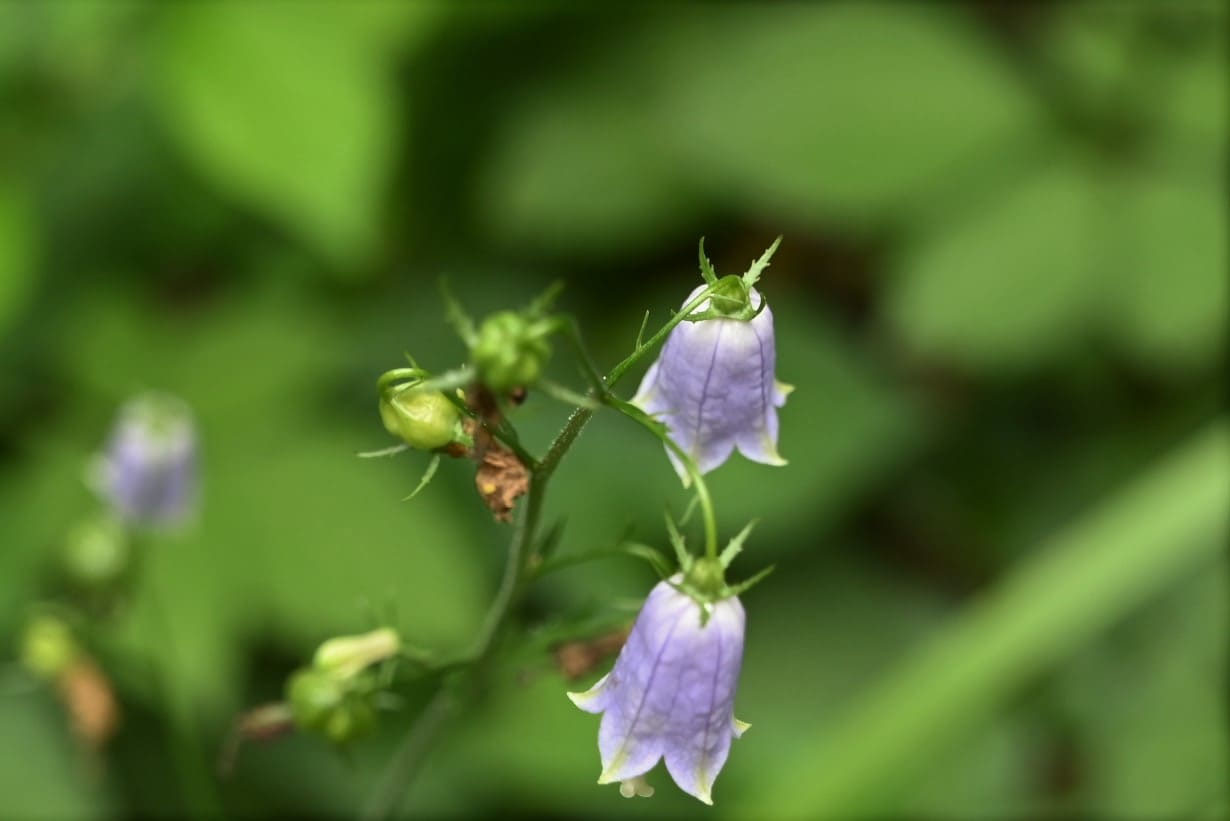 ツリガネニンジン 庭木図鑑 植木ペディア