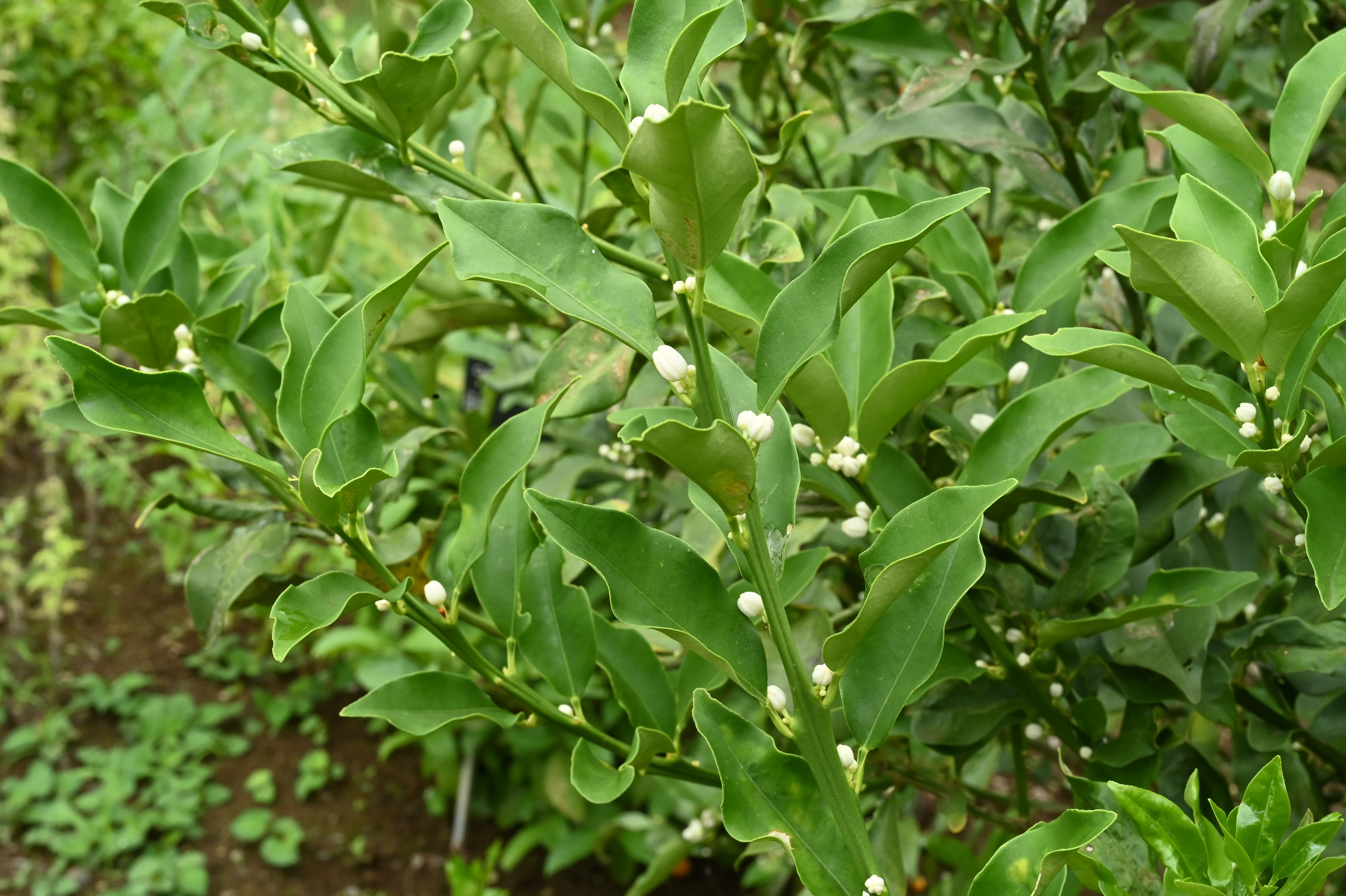 金柑の葉　確認用 m64443951681_1.jpg?1725435064