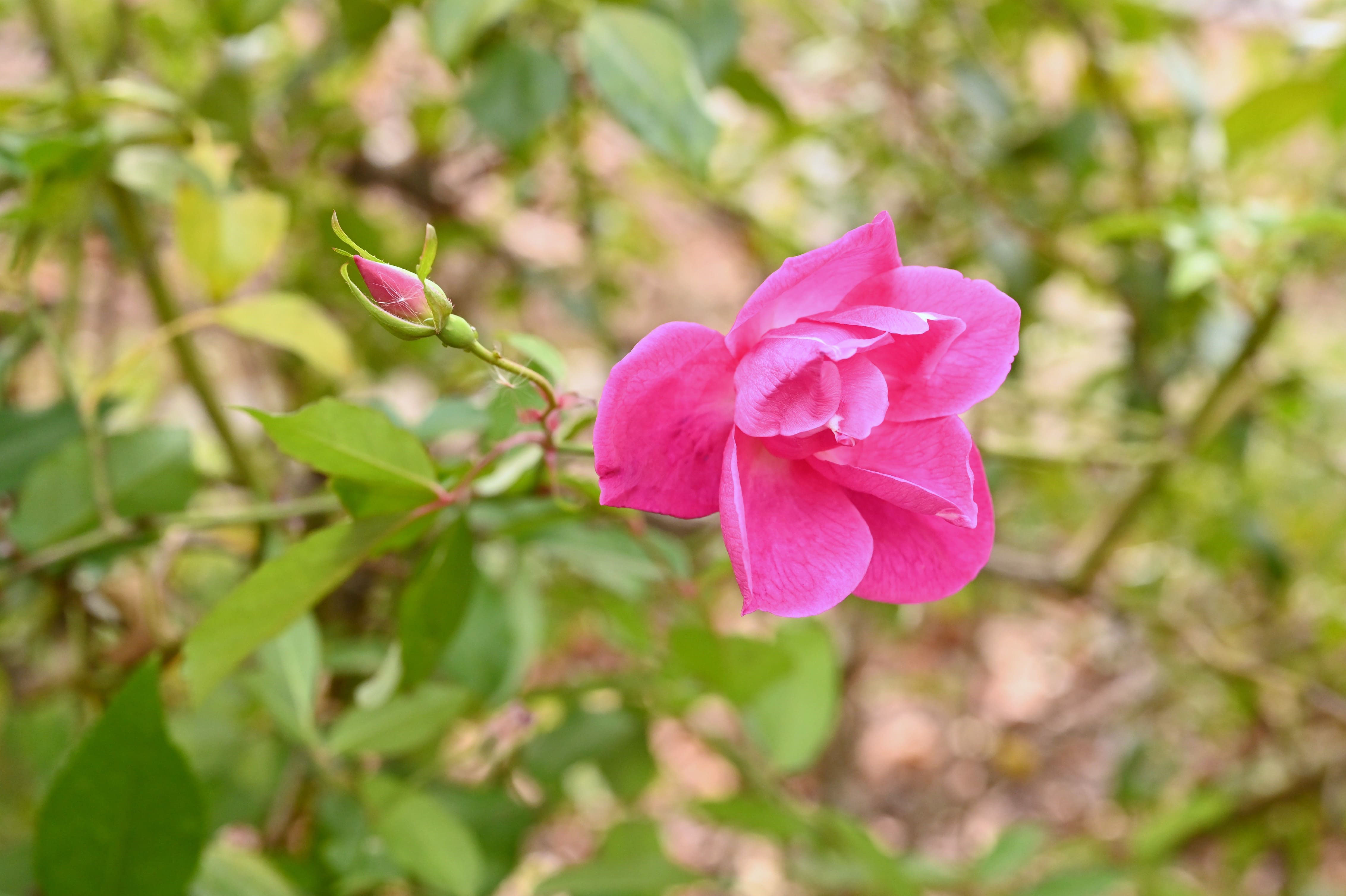 庚申薔薇こうしんばら挿し木成功ポット苗 やるせない 島バラ沖縄産