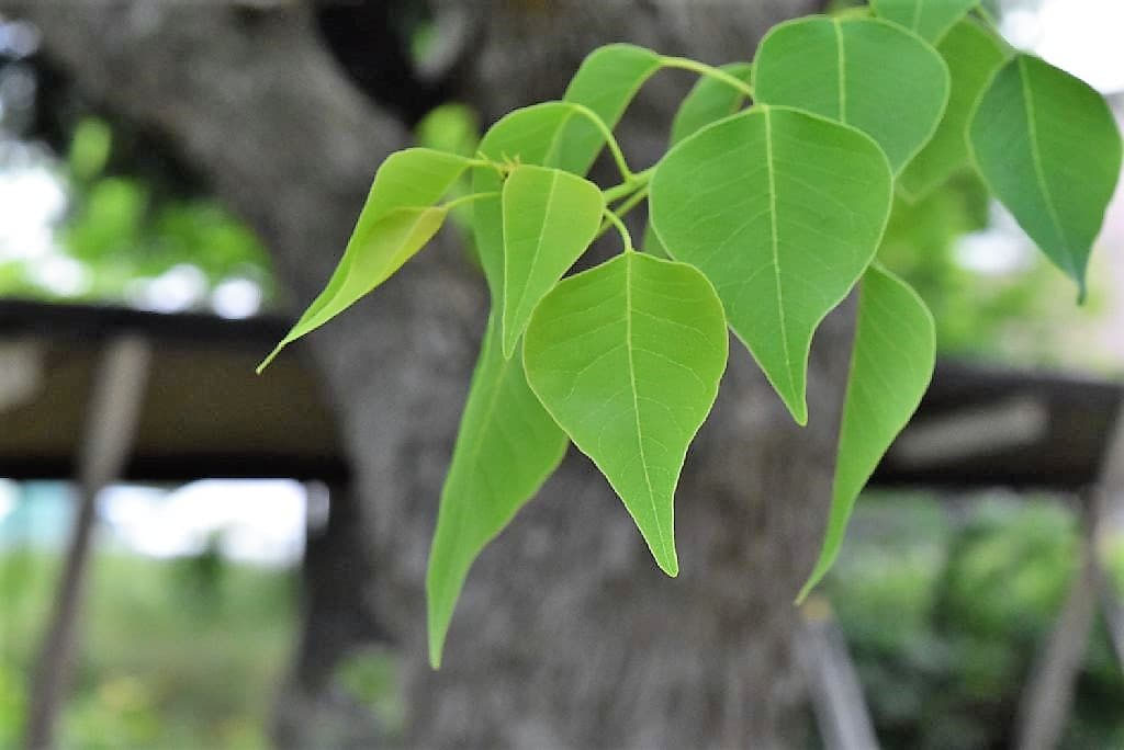 ナンキンハゼ（南京櫨） - 庭木図鑑 植木ペディア