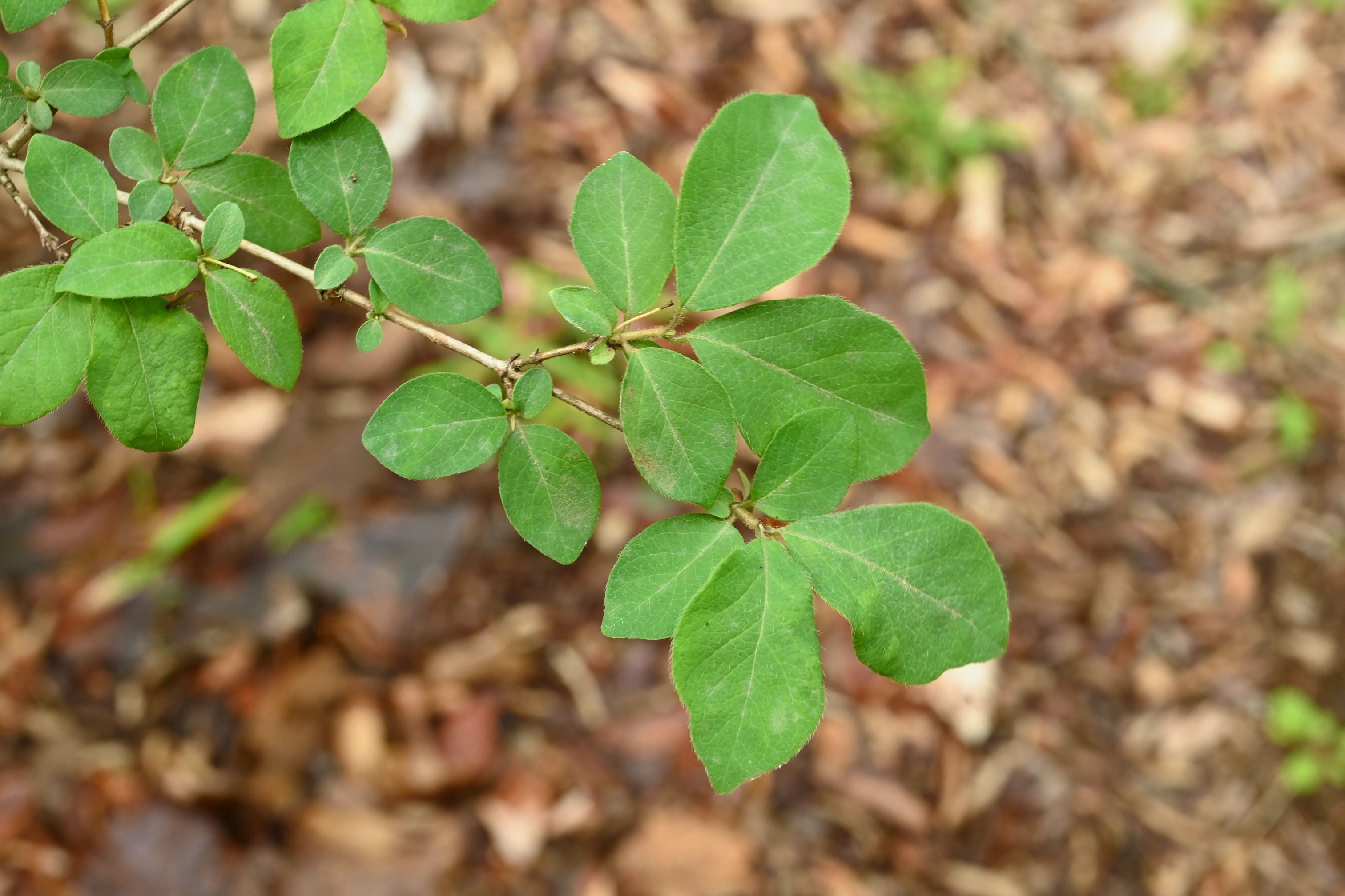 ヤマウグイスカグラ - 庭木図鑑 植木ペディア